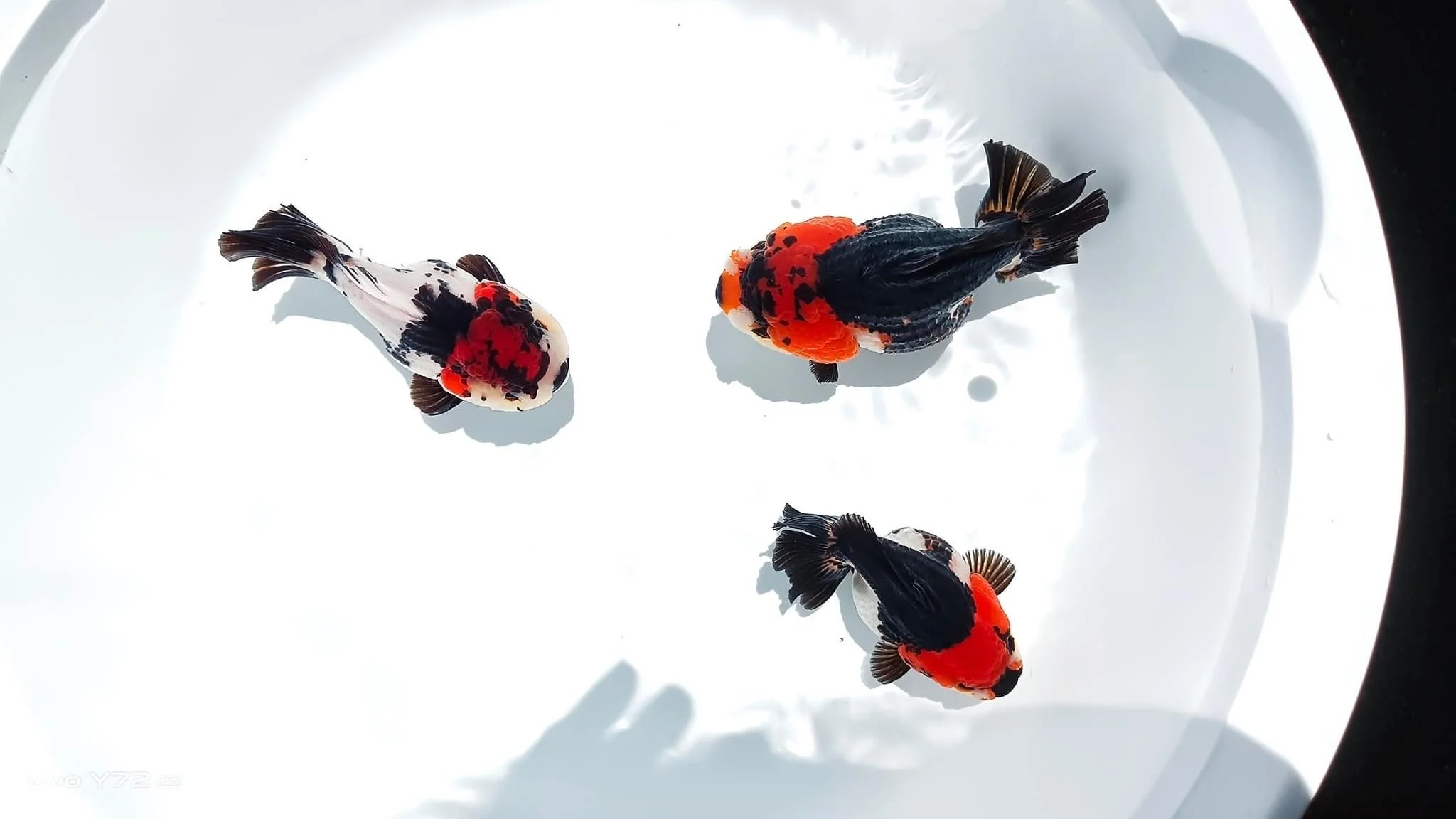 Tri Color Oranda Short Tail 3-4 Inches | Mystery Goldfish - Image 6