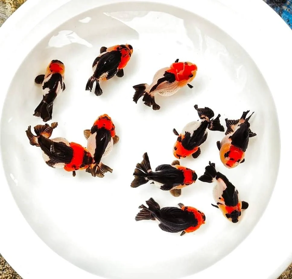 Tri Color Oranda Short Tail 3-4 Inches | Mystery Goldfish - Image 7