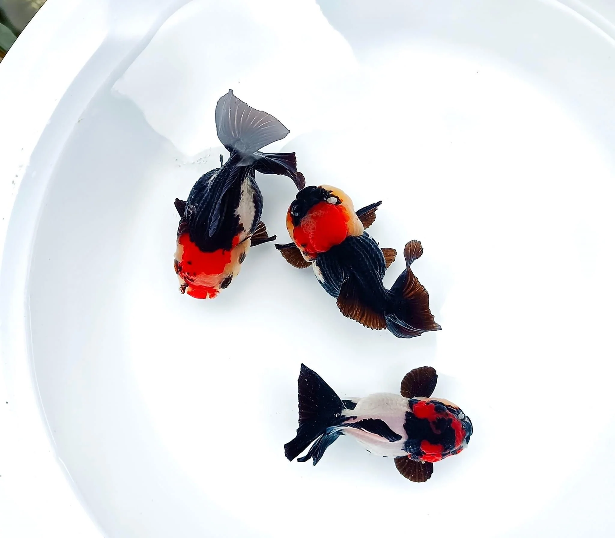 Tri Color Oranda Short Tail 3-4 Inches | Mystery Goldfish - Image 8