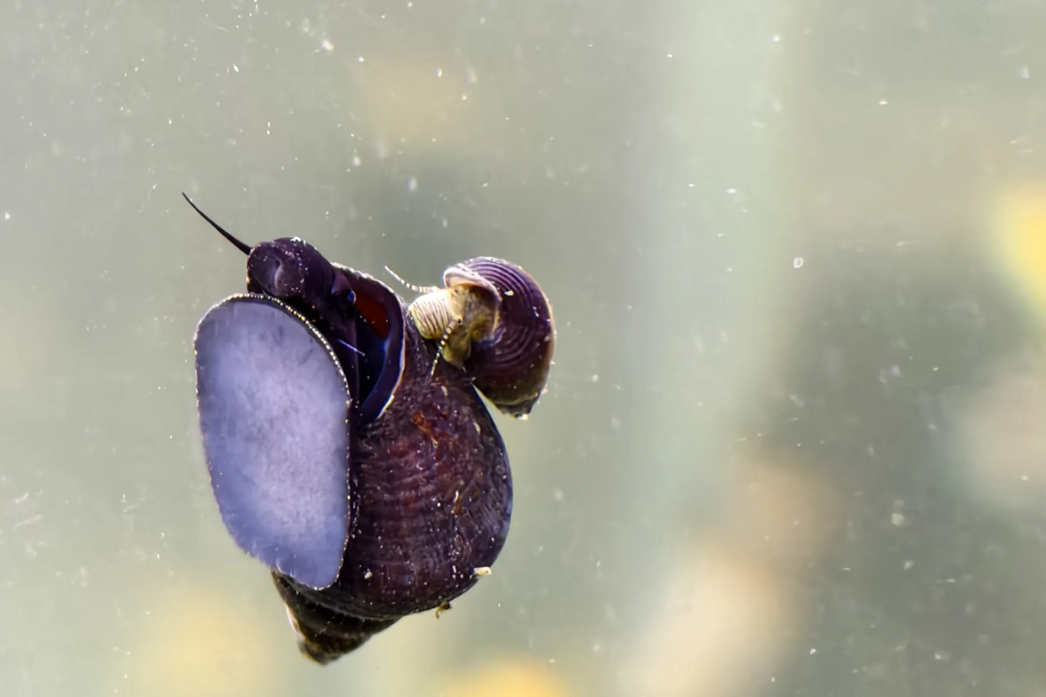 Triangle Rabbit Snail - Image 3