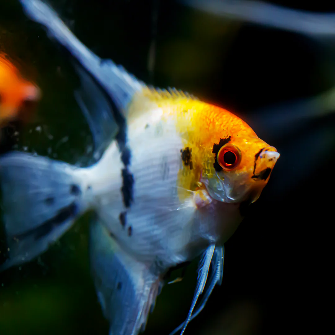 Tricolor Angelfish - Image 3