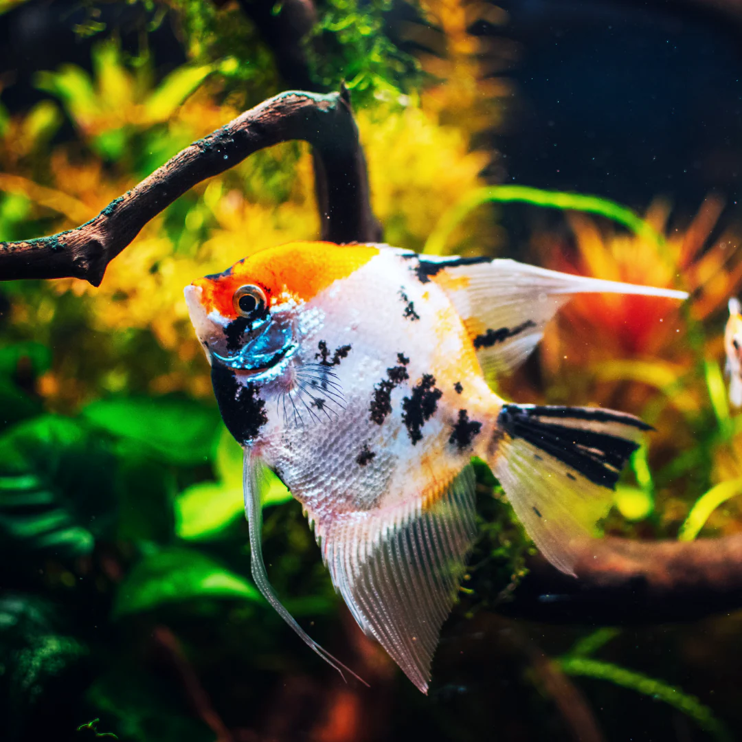 Tricolor Angelfish - Image 4