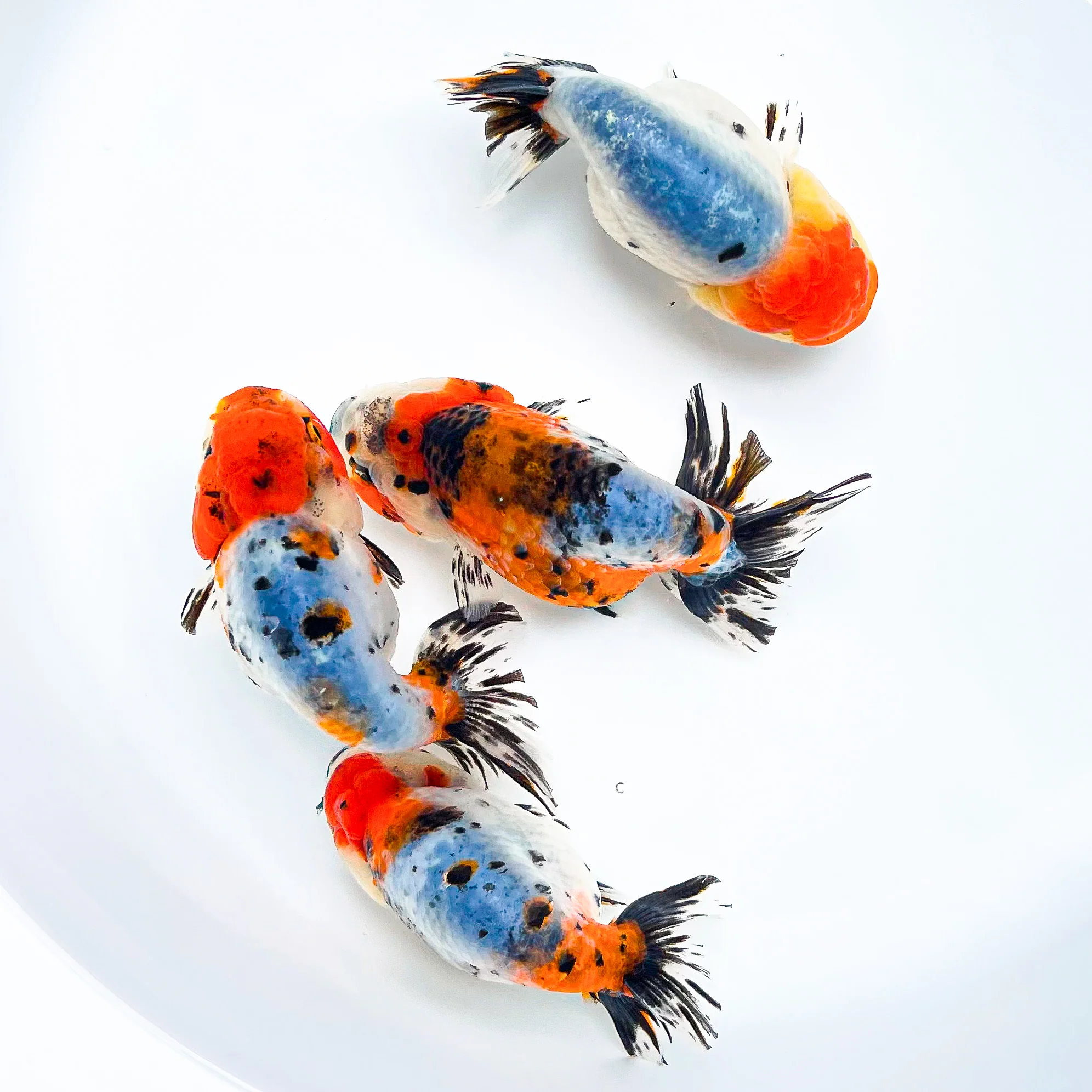 Tricolor Calico Ranchu Goldfish | Grower Pick - Image 3