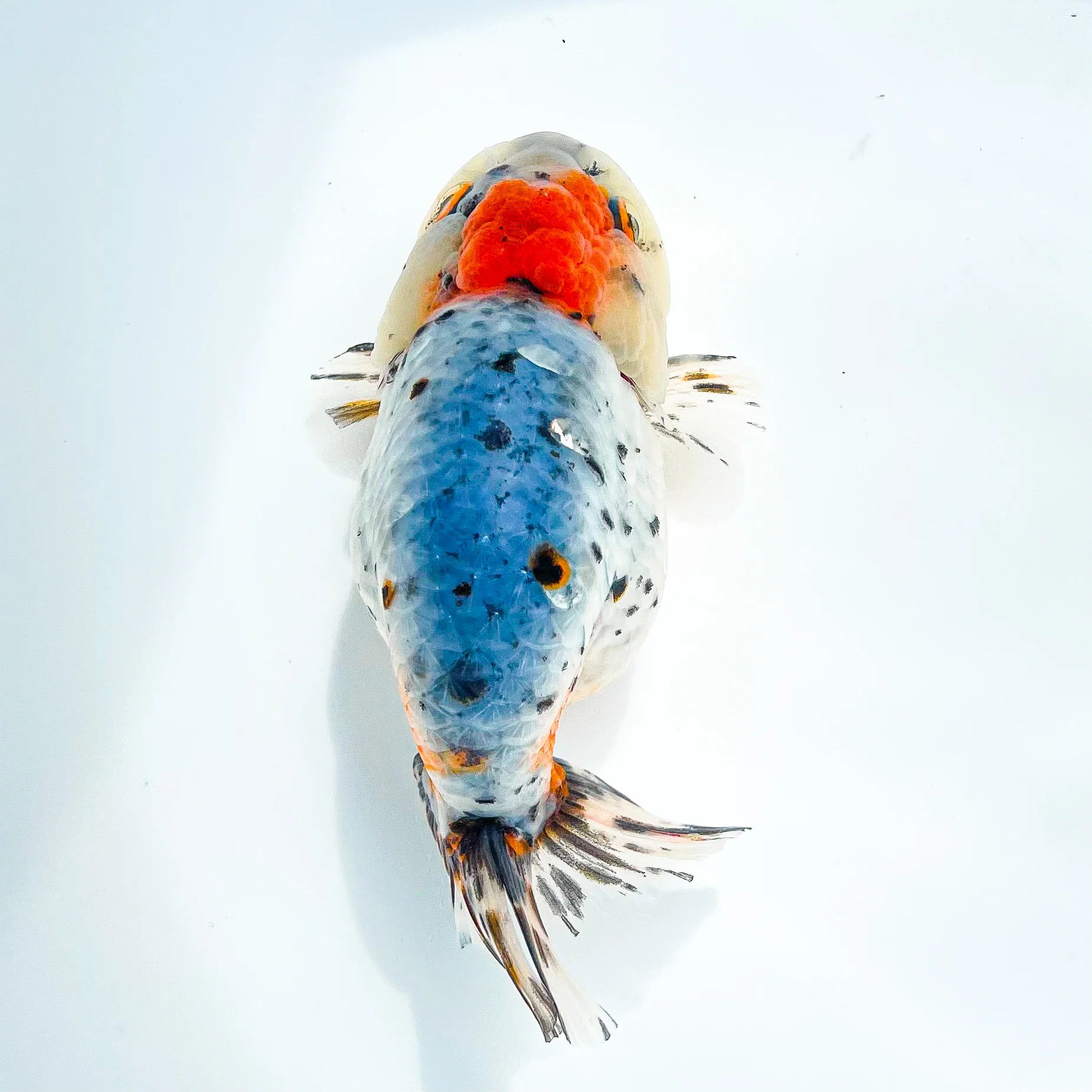 Tricolor Calico Ranchu Goldfish | Grower Pick - Image 4
