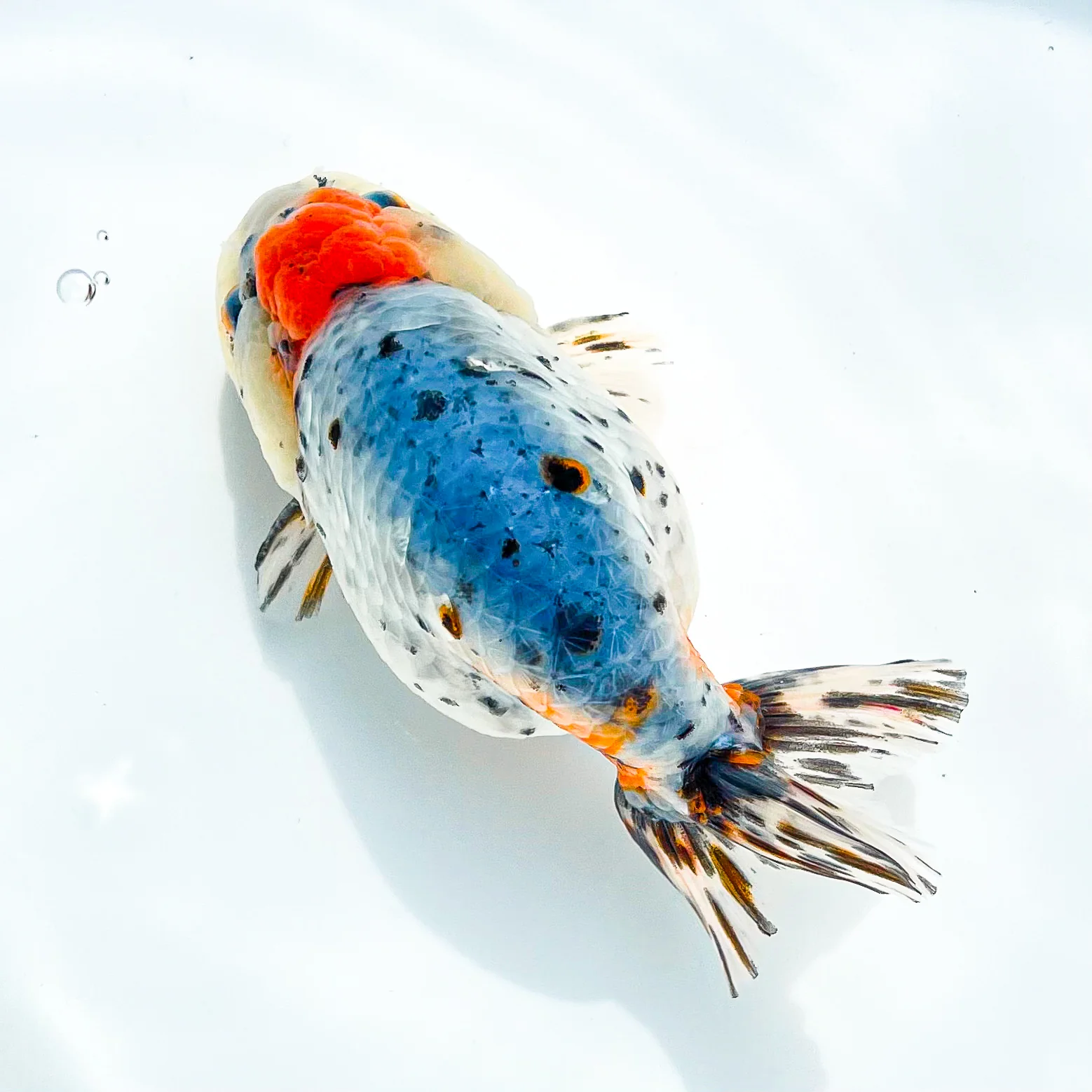 Tricolor Calico Ranchu Goldfish | Grower Pick - Image 5