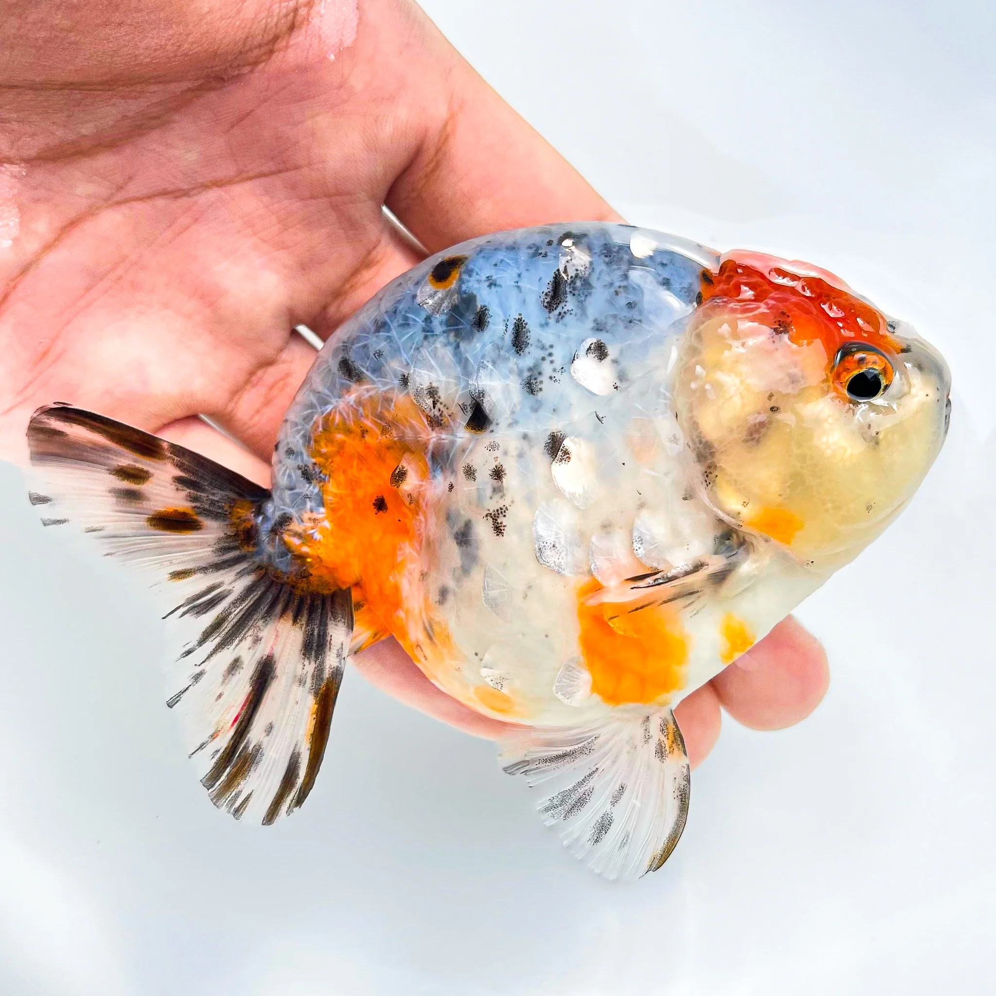 Tricolor Calico Ranchu Goldfish | Grower Pick - Image 6