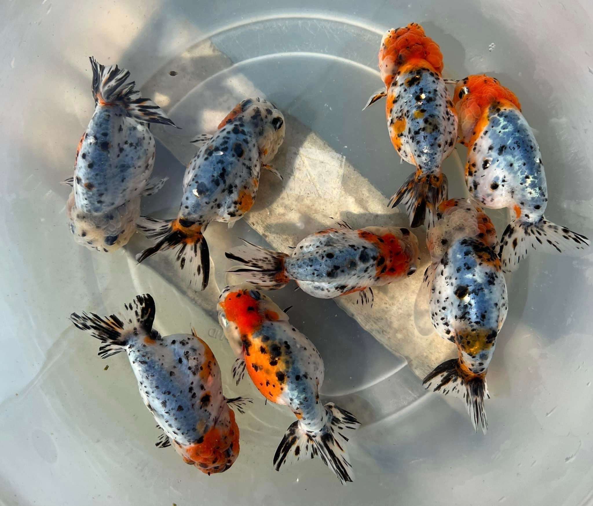 Tricolor Calico Ranchu Goldfish | Grower Pick - Image 7