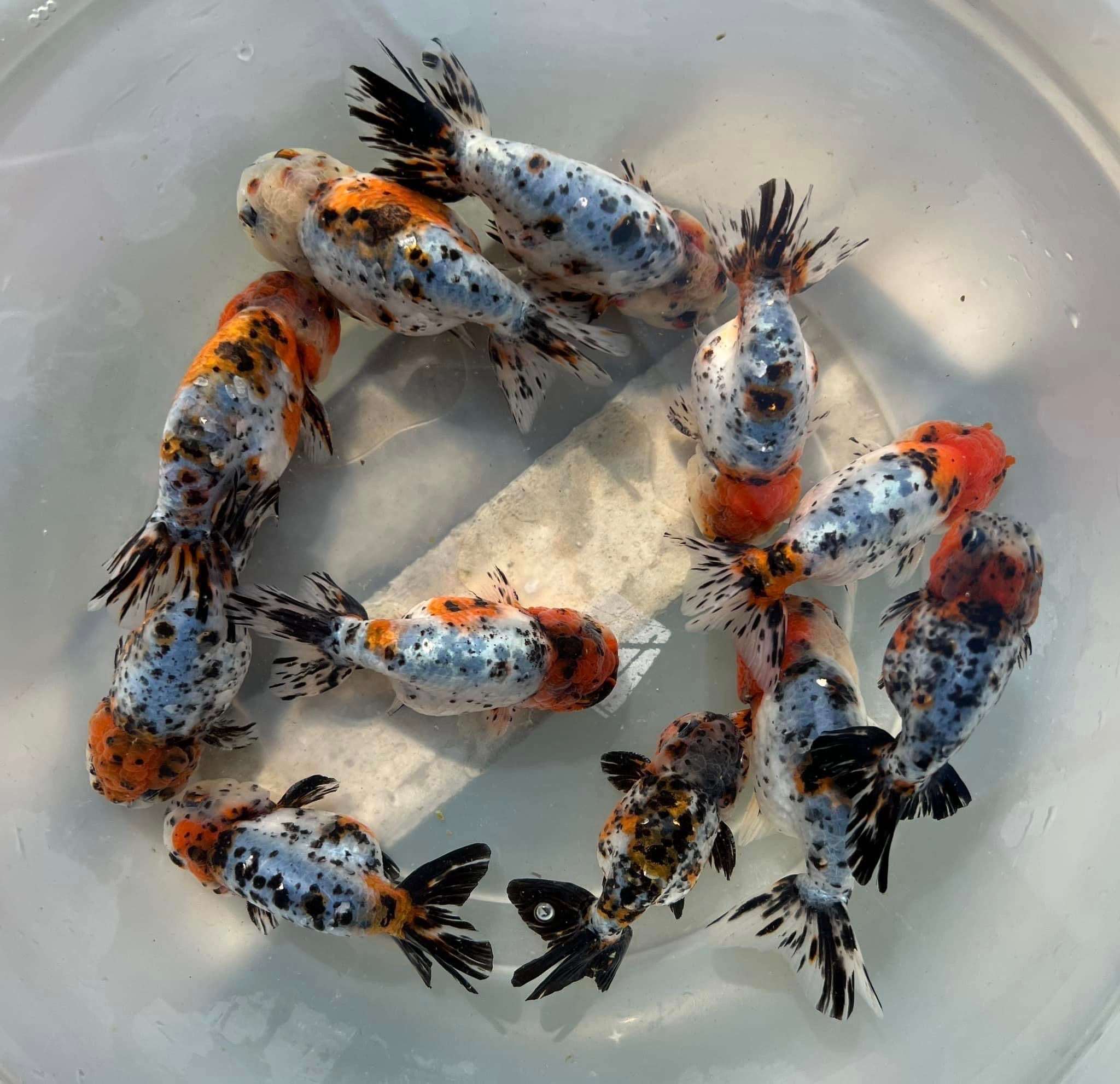 Tricolor Calico Ranchu Goldfish | Grower Pick - Image 8