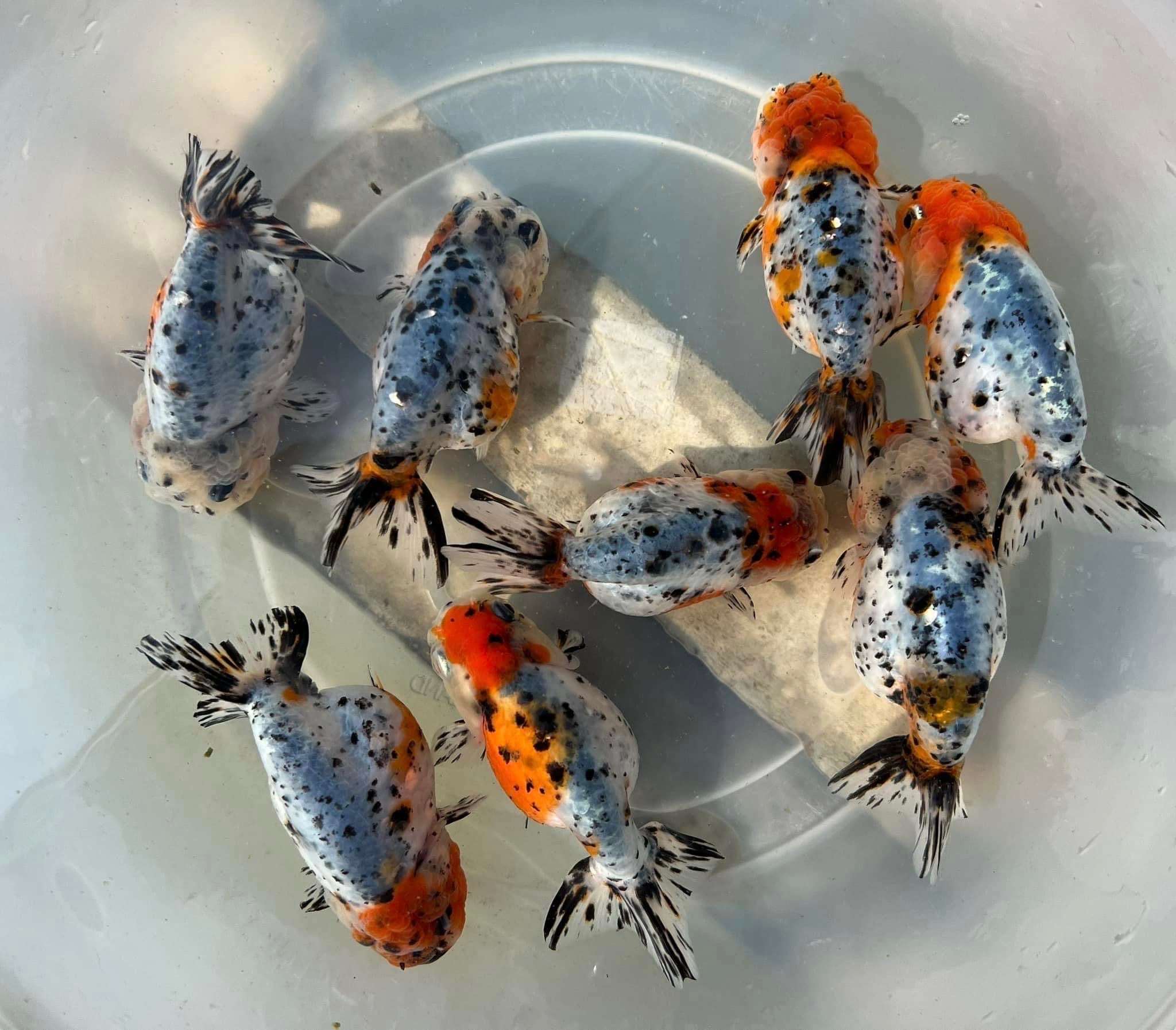 Tricolor Calico Ranchu Goldfish | Grower Pick - Image 9