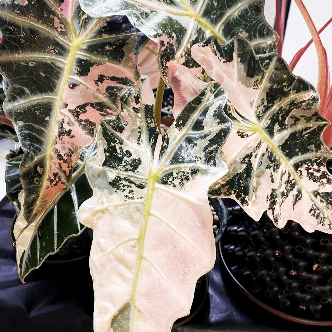 Variegated Alocasia Amazonica Polly Tissue Culture Plant - Image 3