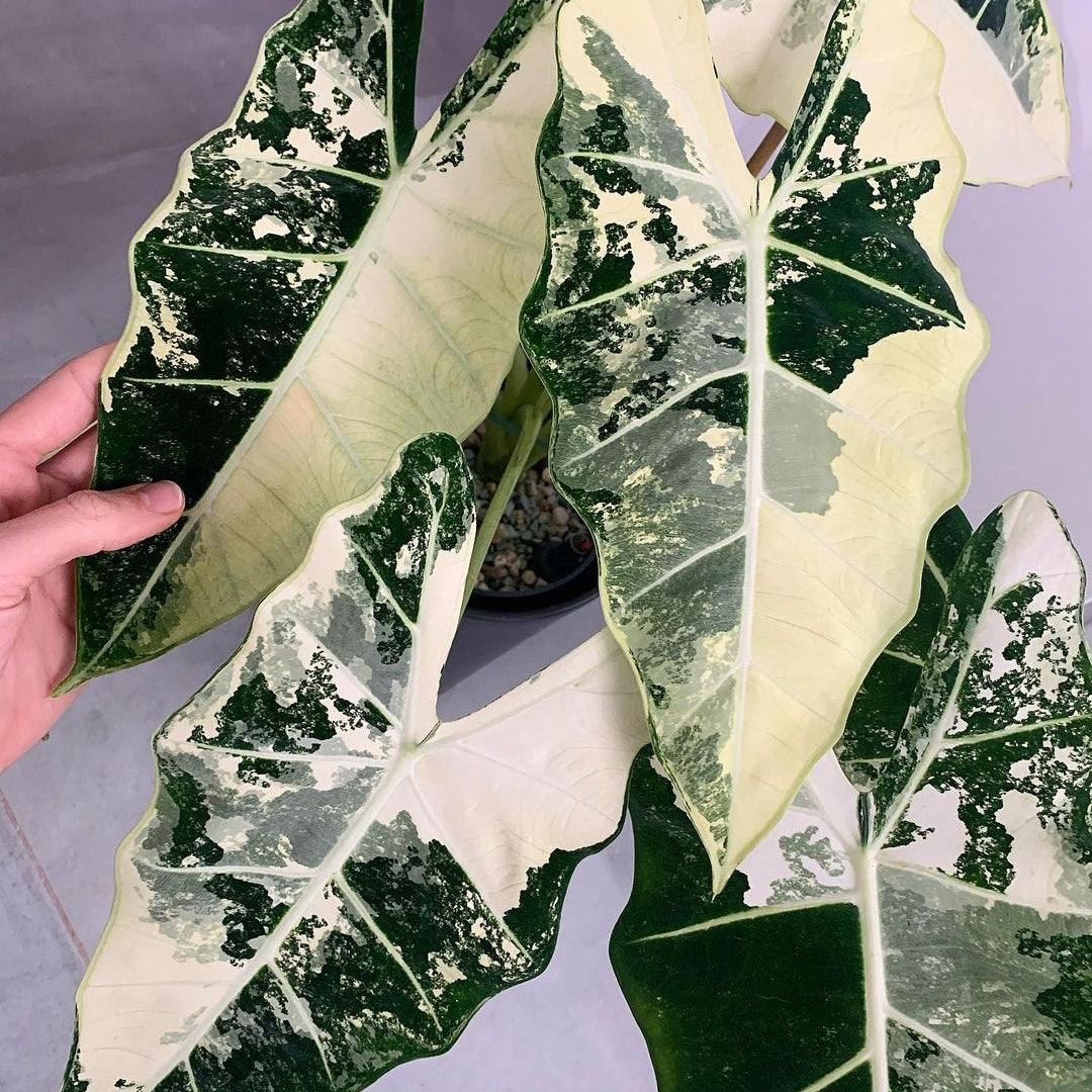 Variegated Alocasia Frydek Tissue Culture Plant - Image 3