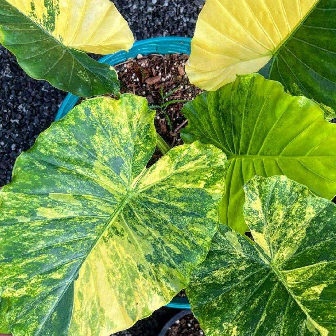 Variegated Alocasia Gageana Aurea Tissue Culture Plant - Image 3
