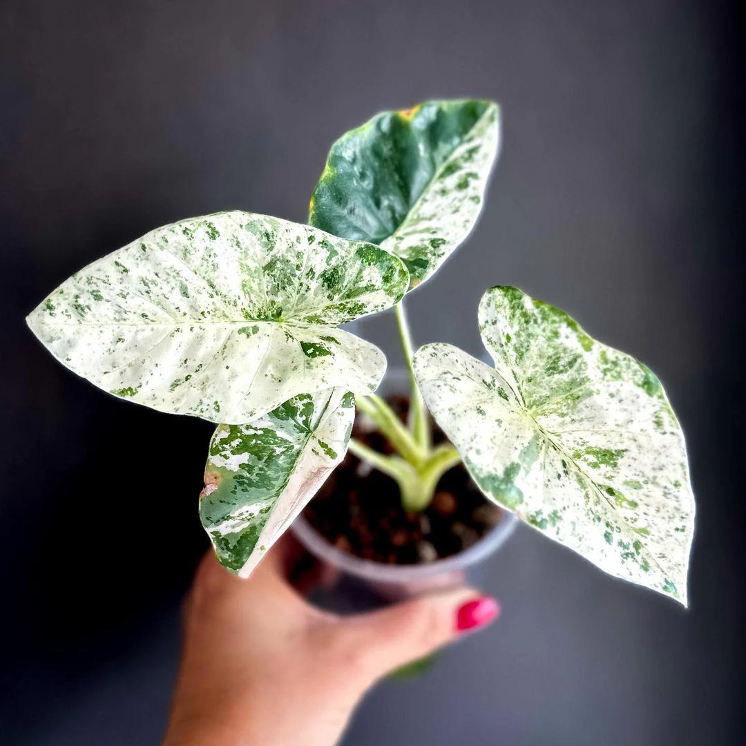 Variegated Alocasia Odora Batik Tissue Culture Plant - Image 3