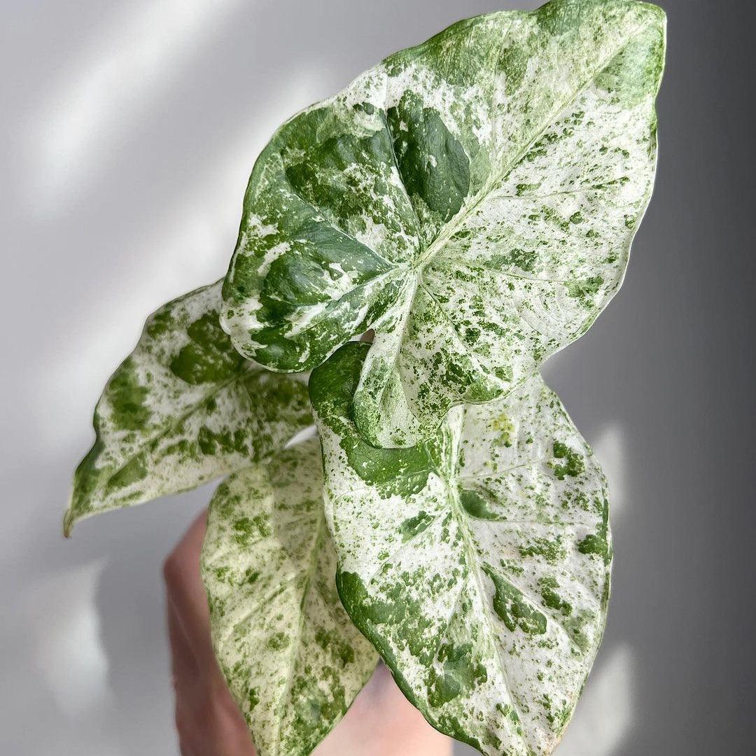 Variegated Alocasia Odora Batik Tissue Culture Plant - Image 4