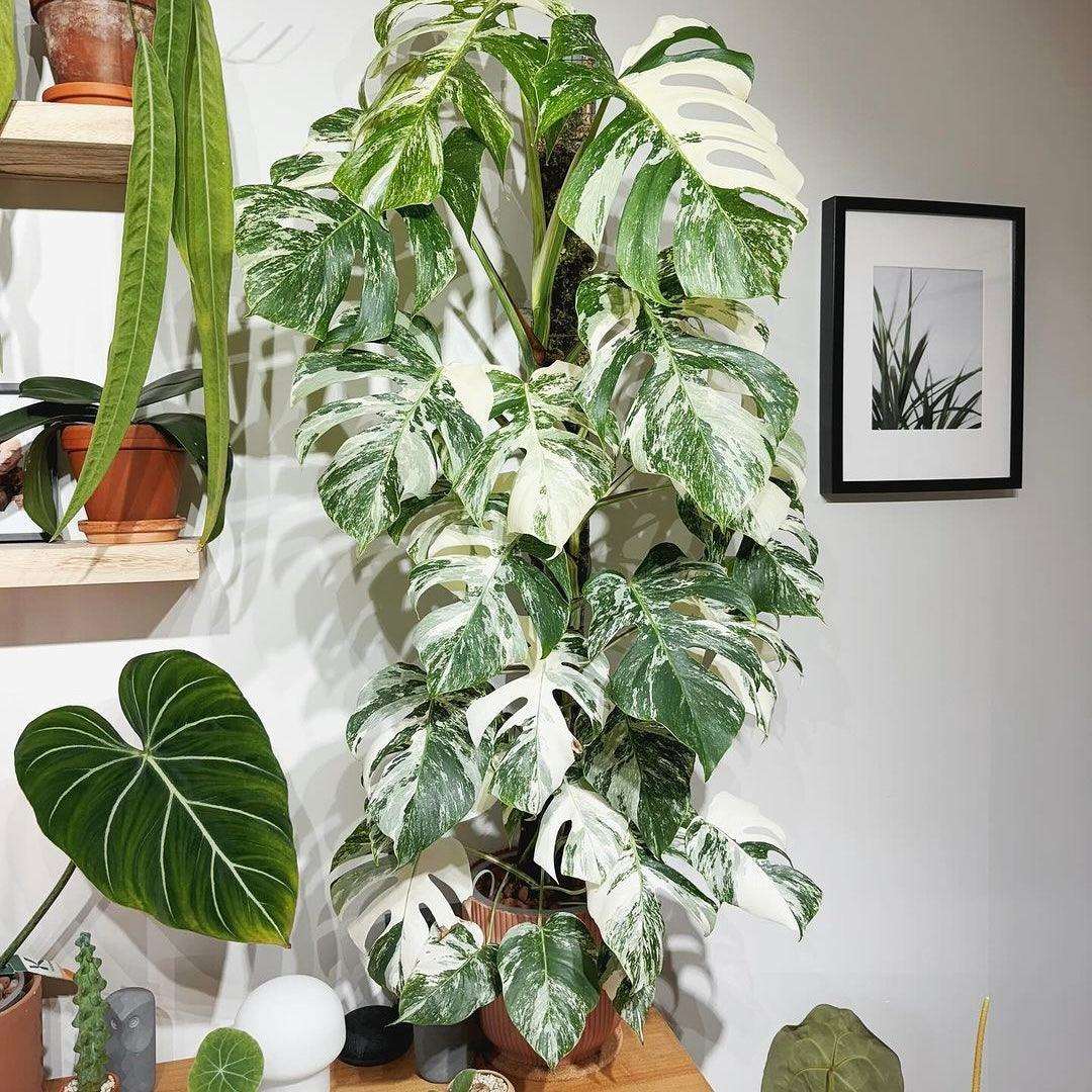 Variegated Monstera Albo Mature Plant (3 -4 Leaves) | Grower Pick - Image 3