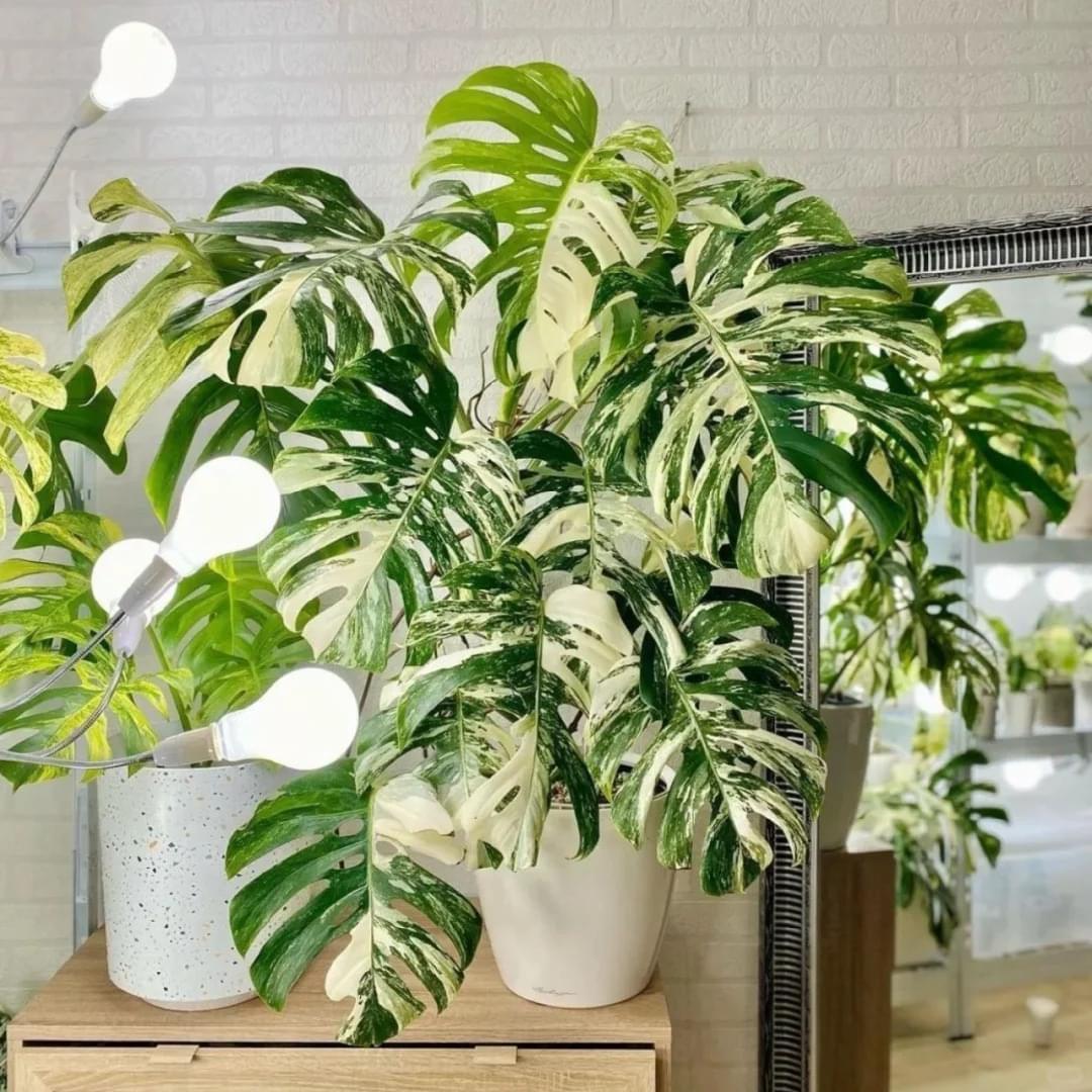 Variegated Monstera Albo Mature Plant (3 -4 Leaves) | Grower Pick - Image 4