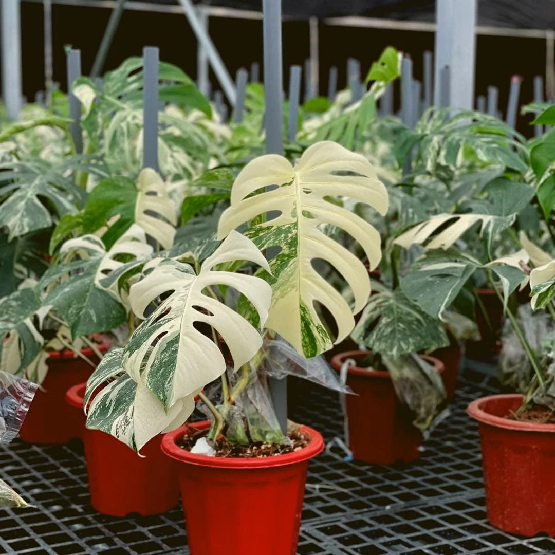 Variegated Monstera Albo Mature Plant (3 -4 Leaves) | Grower Pick - Image 5