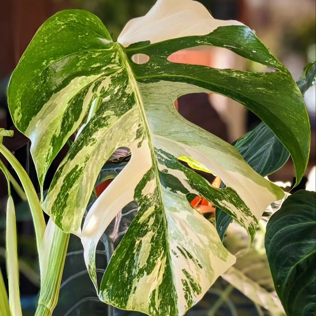 Variegated Monstera Albo Mature Plant (3 -4 Leaves) | Grower Pick - Image 7