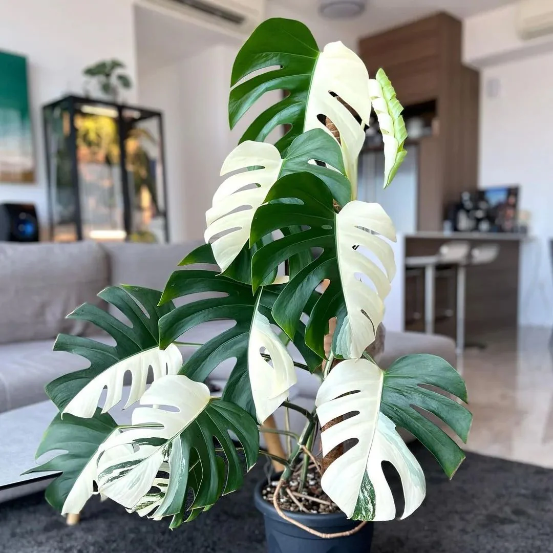 Variegated Monstera Albo Mature Plant (3 -4 Leaves) | Grower Pick - Image 8