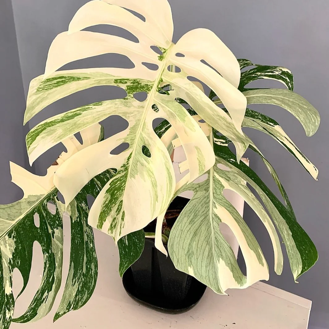 Variegated Monstera Albo Tissue Culture Plant - Image 3