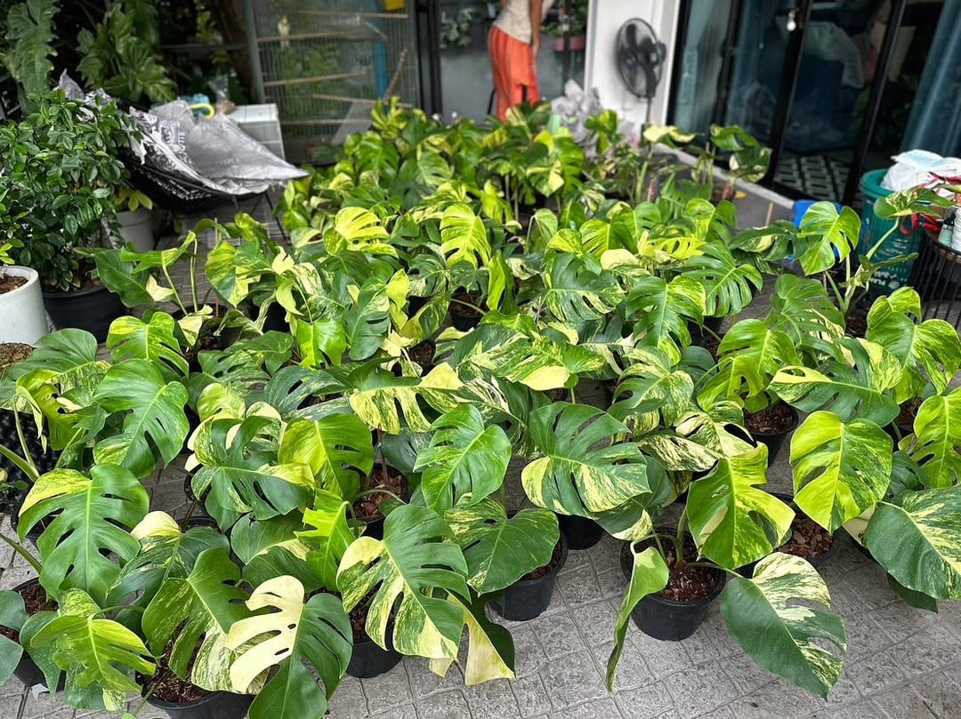 Variegated Monstera Aurea Mature Plant (3 - 4 Leaves) | Grower Pick - Image 3