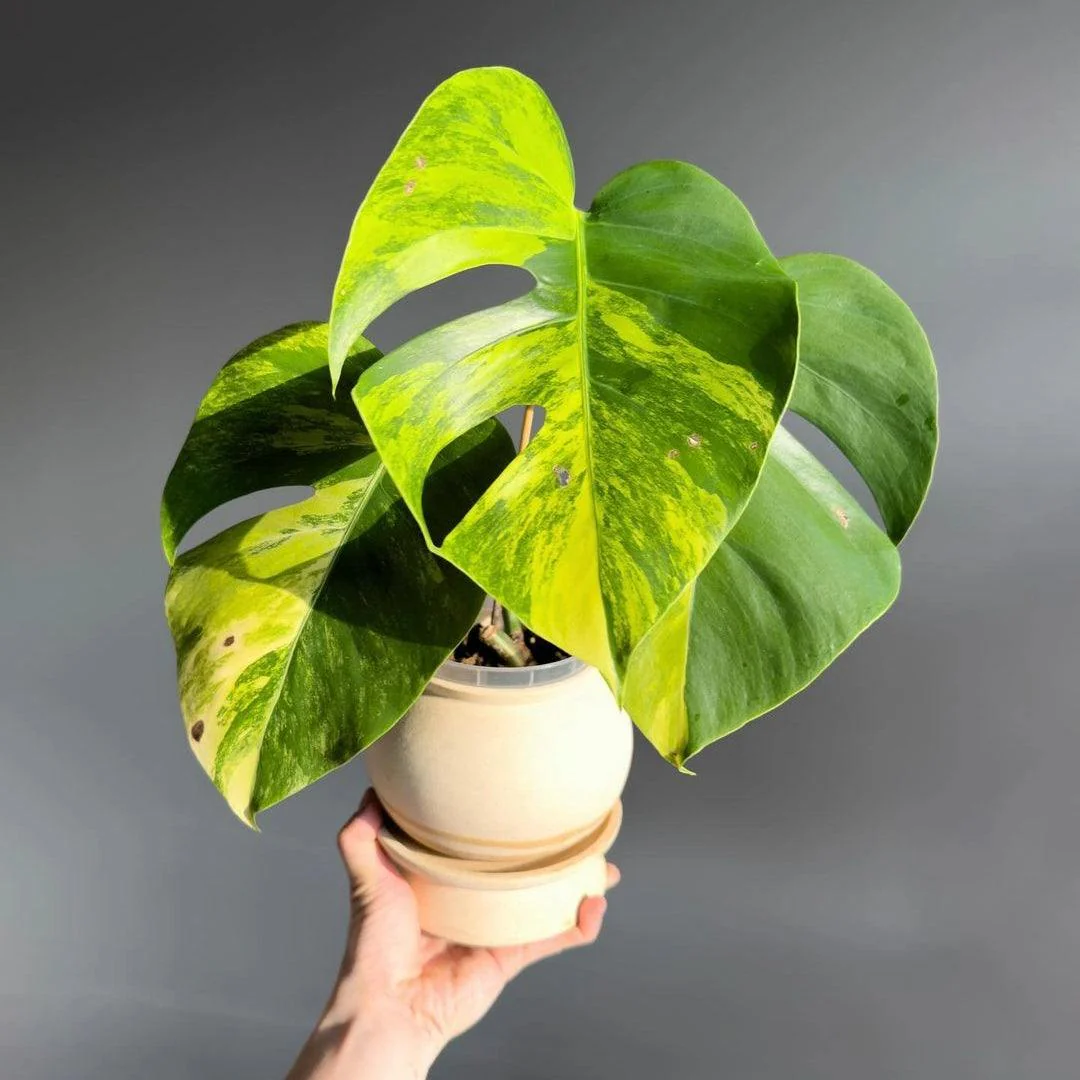 Variegated Monstera Aurea Mature Plant (3 - 4 Leaves) | Grower Pick - Image 4