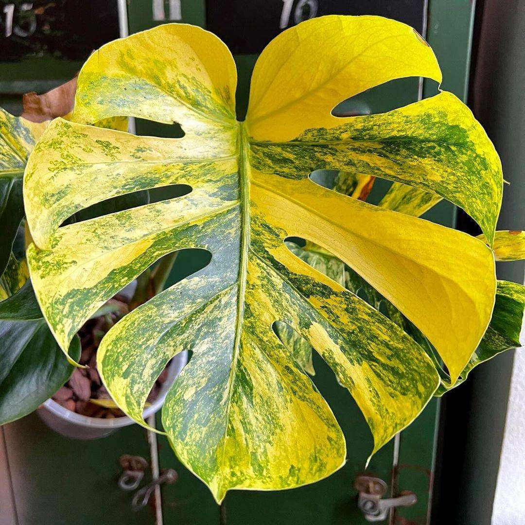 Variegated Monstera Aurea Mature Plant (3 - 4 Leaves) | Grower Pick - Image 5