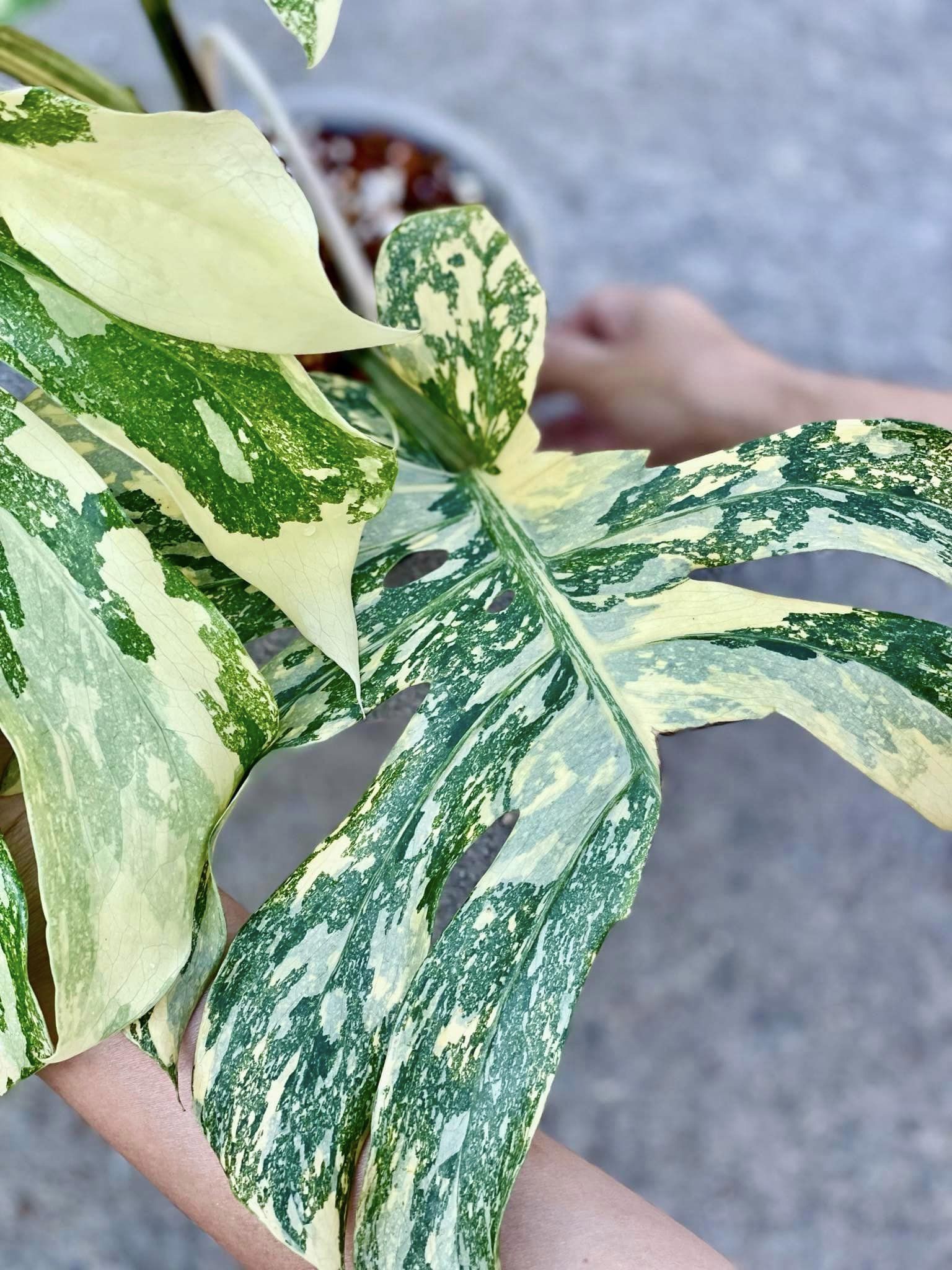 Variegated Monstera Creme Brulee Mature Plant | You Pick Plant | Pre Order - Image 3