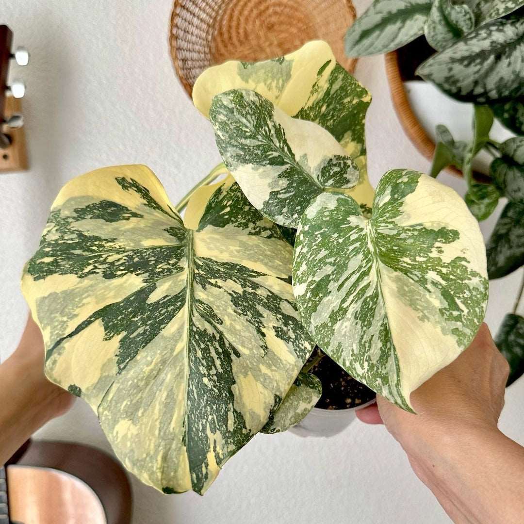 Variegated Monstera Creme Brulee Tissue Culture Plant - Image 3