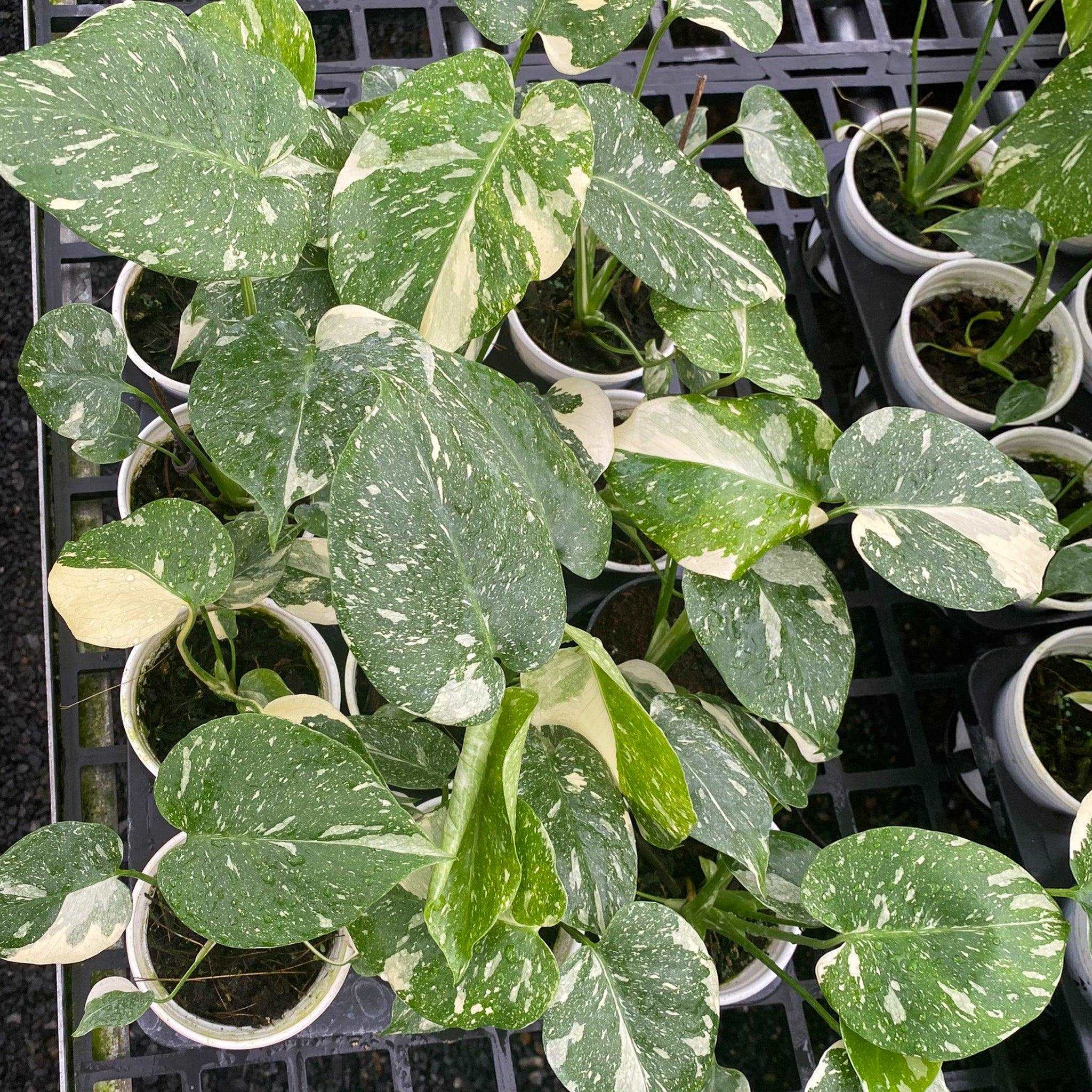 Variegated Monstera Thai Constellation Mature Plant 3.5 Inches Premium Grade - Image 3