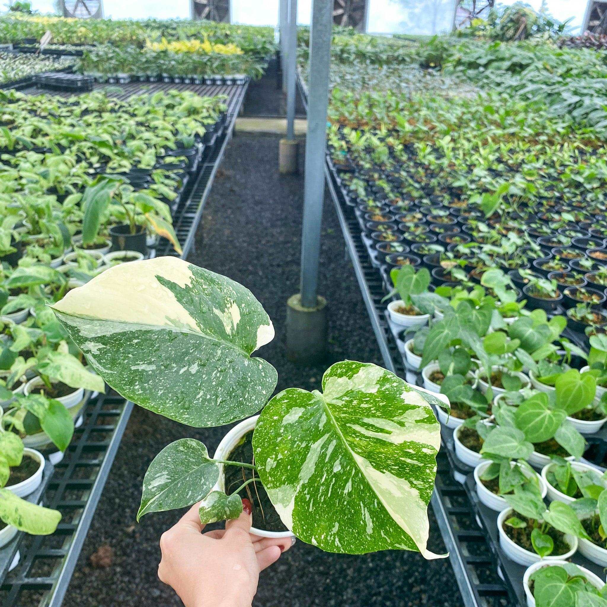 Variegated Monstera Thai Constellation Mature Plant 3.5 Inches Premium Grade - Image 4