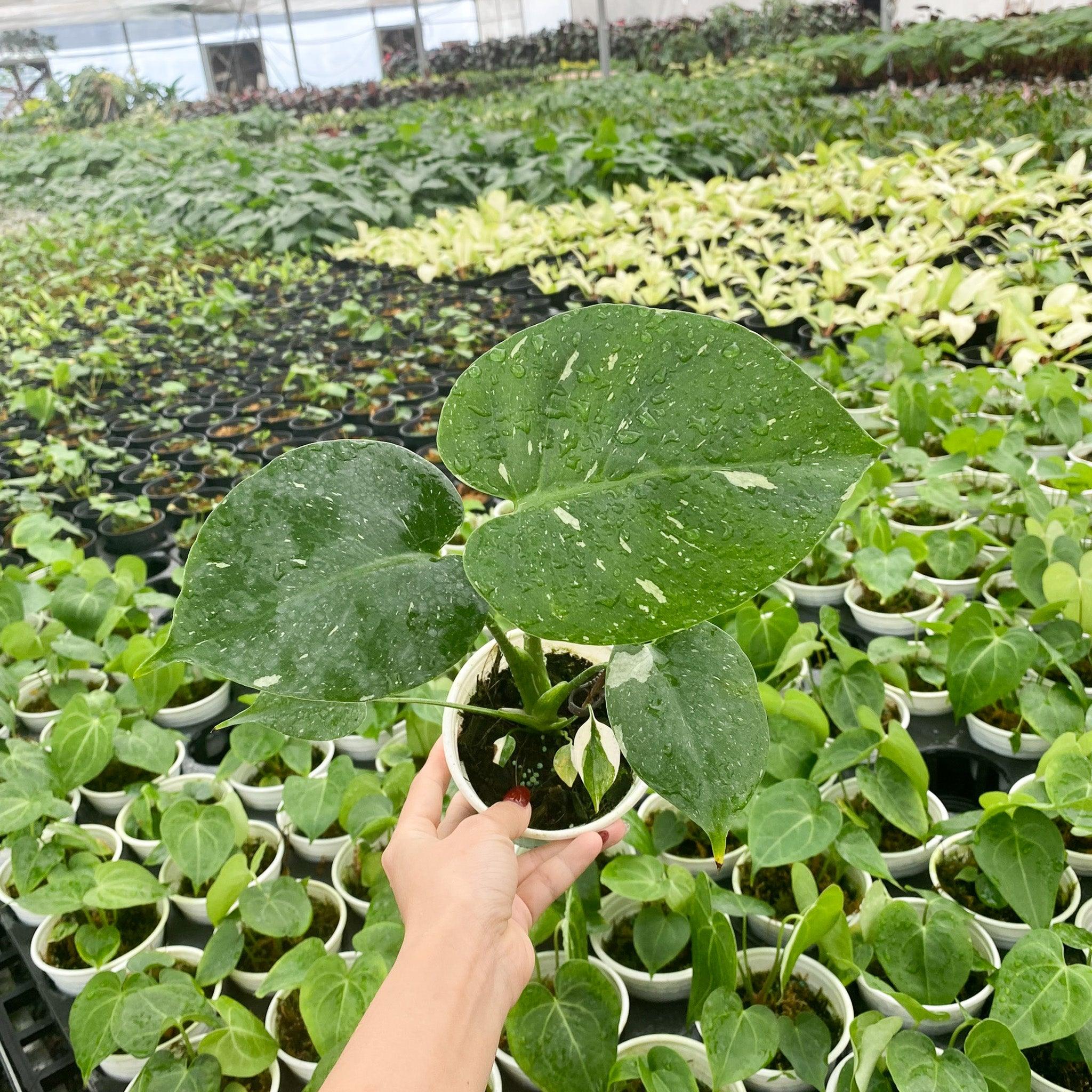 Variegated Monstera Thai Constellation Mature Plant 3.5 Inches Standard Grade - Image 3