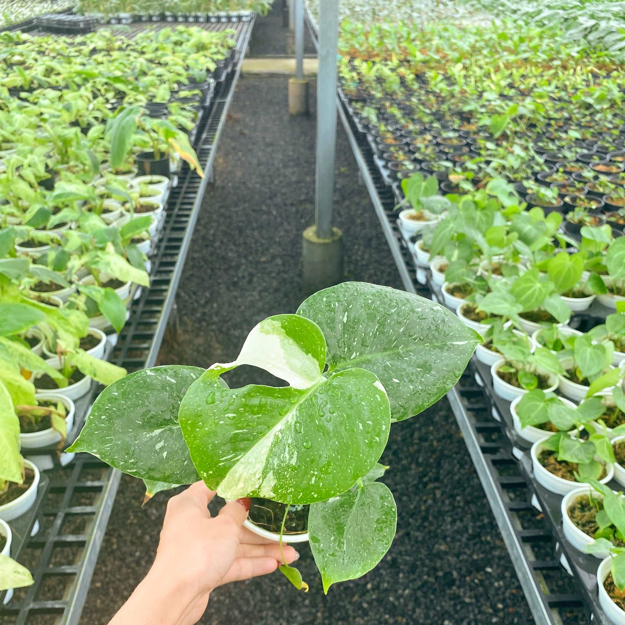 Variegated Monstera Thai Constellation Mature Plant 3.5 Inches VIP Grade - Image 3