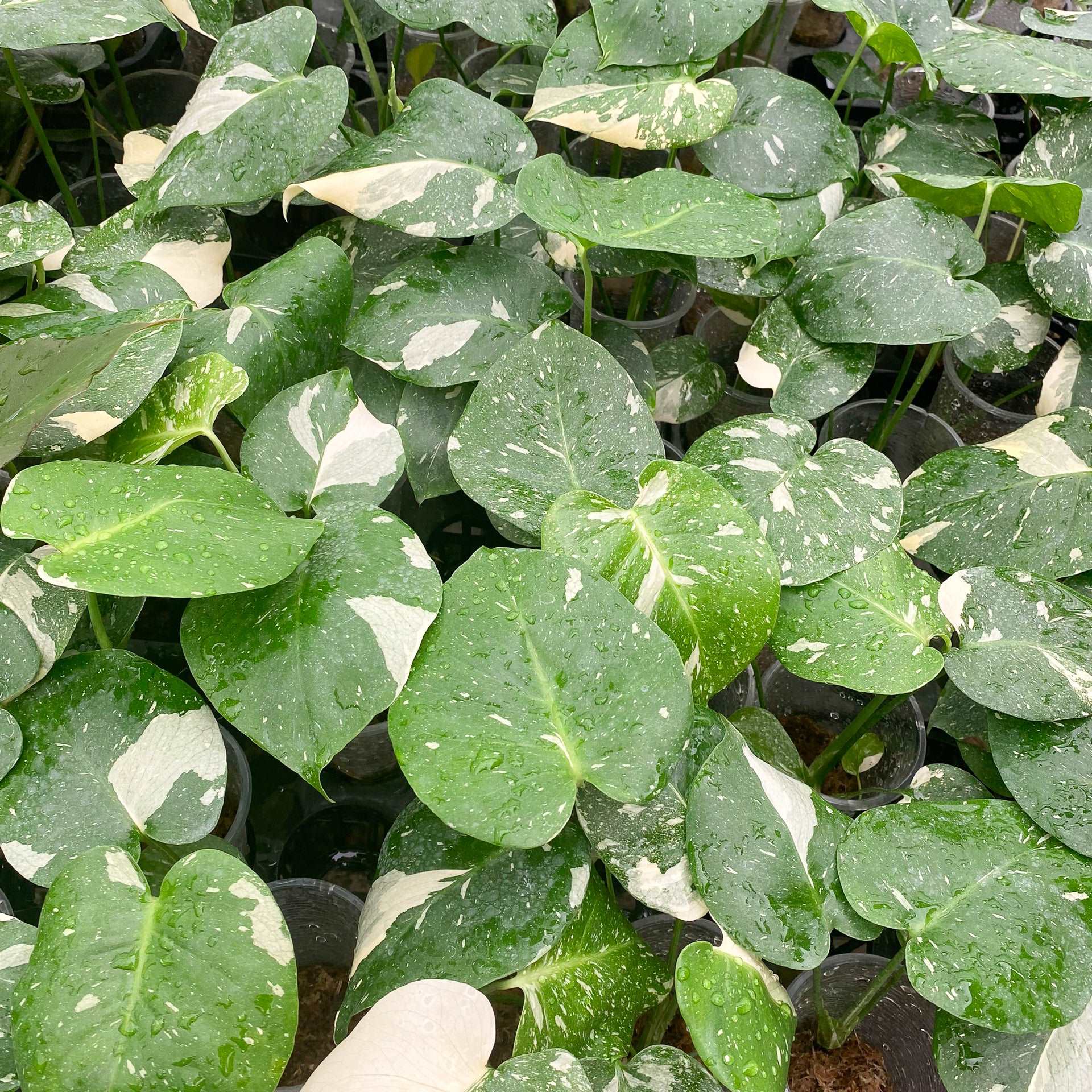 Variegated Monstera Thai Constellation Mature Plant 3.5 Inches VIP Grade - Image 4