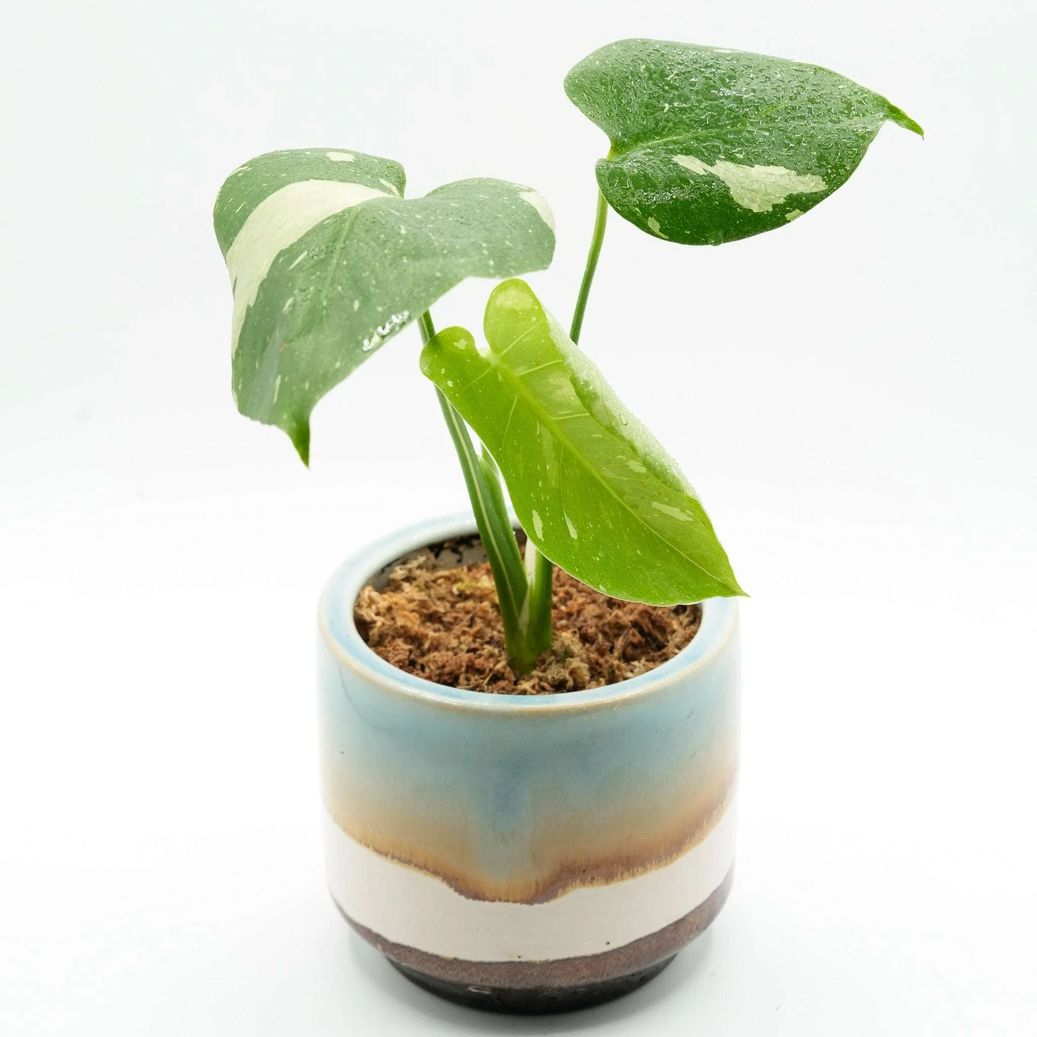 Variegated Monstera Thai Constellation Mature Plant 3.5 Inches VIP Grade - Image 5