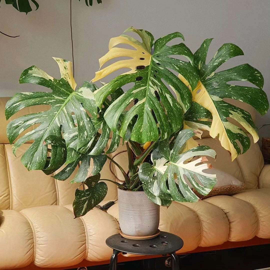Premium Variegated Monstera Thai Constellation Tissue Culture Plant - Image 3