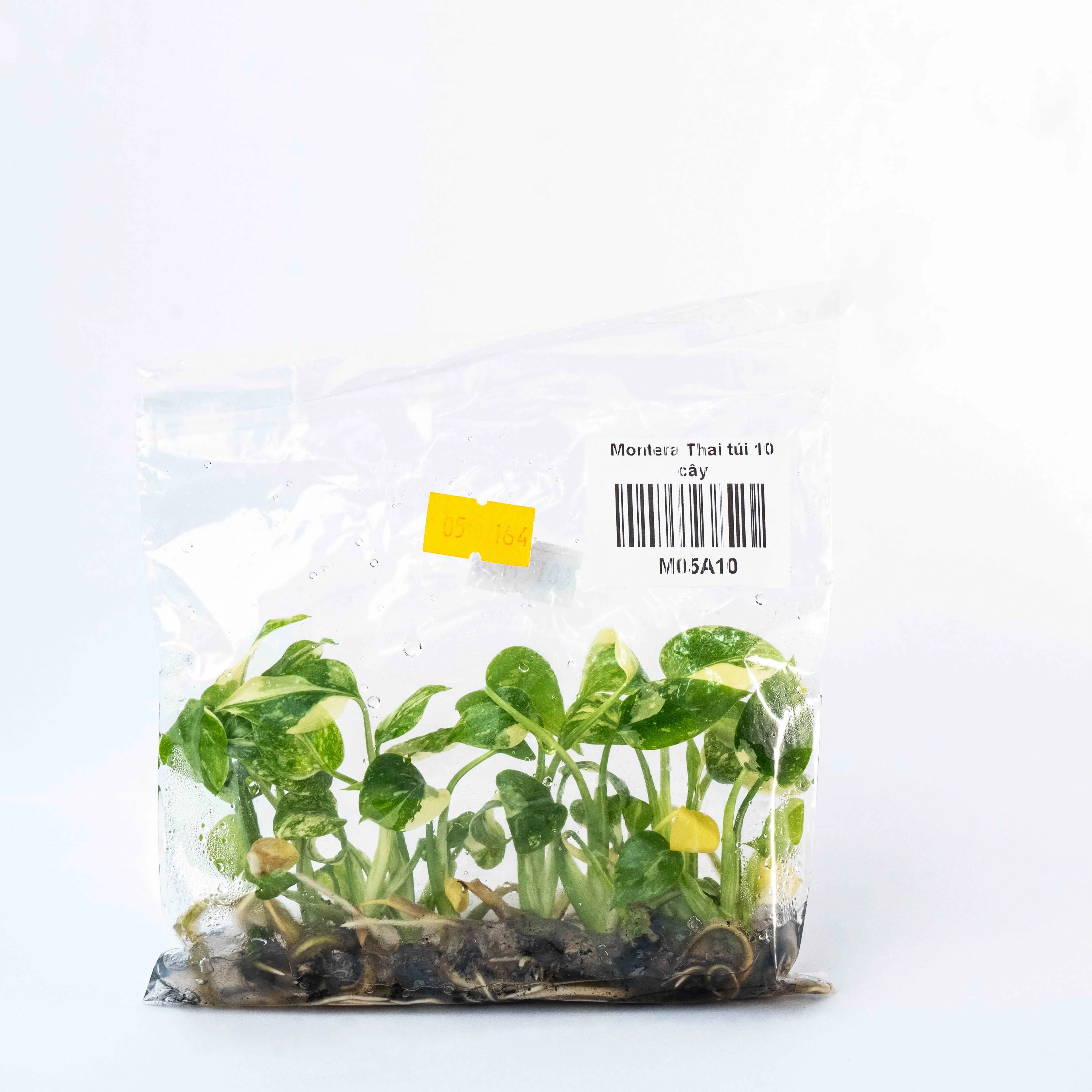 Premium Variegated Monstera Thai Constellation Tissue Culture Plant - Image 4