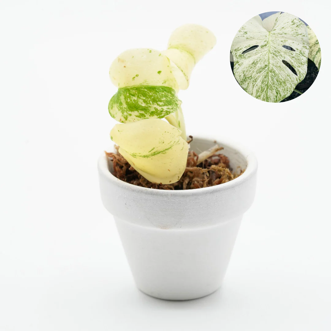 Variegated Monstera White Monster Tissue Culture Plant - Image 4