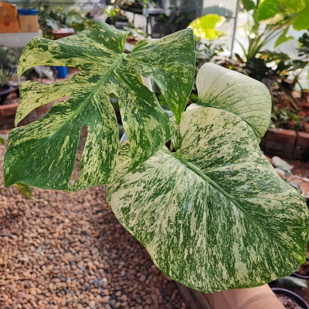 Variegated Monstera White Monster Tissue Culture Plant - Image 6