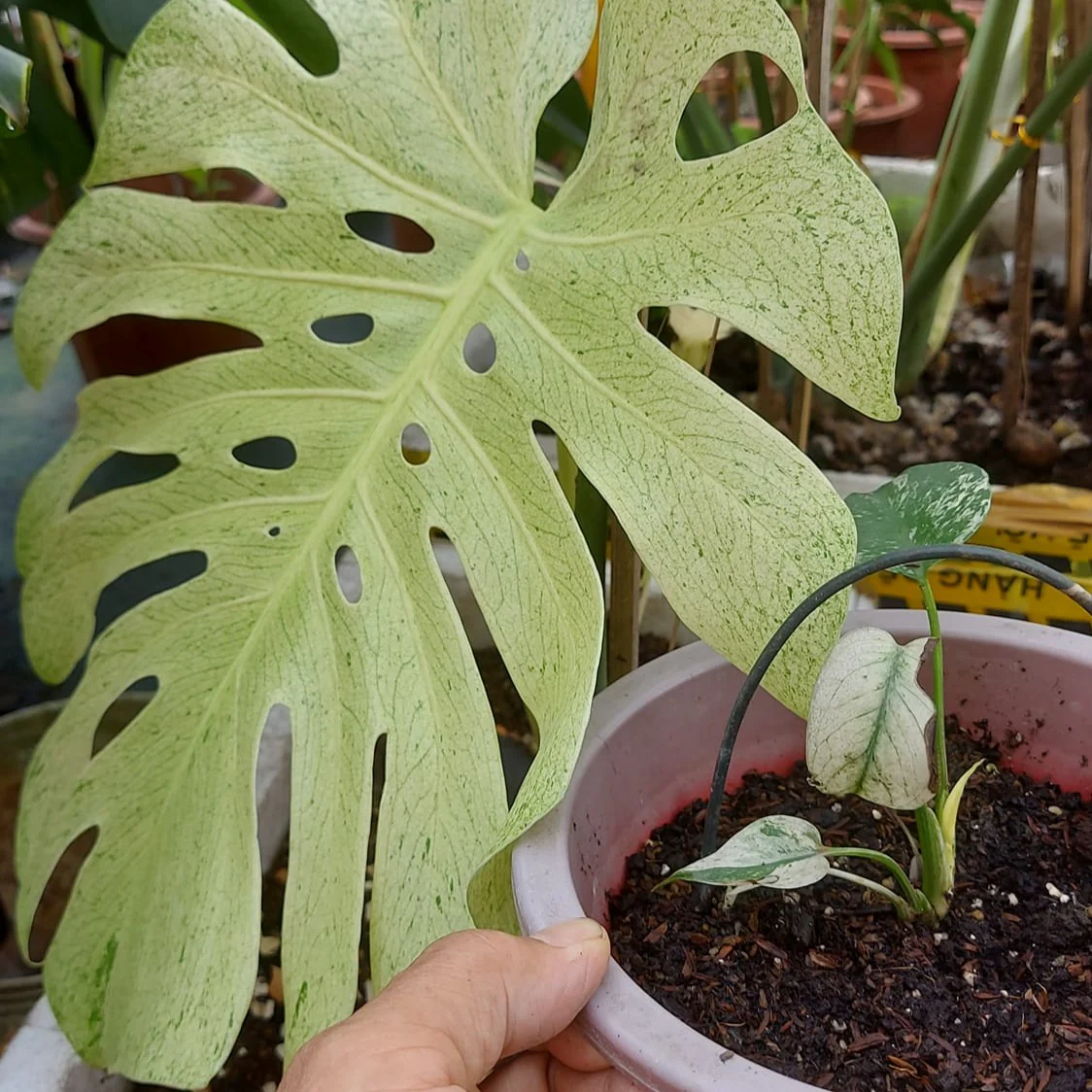 Variegated Monstera White Monster Tissue Culture Plant - Image 7