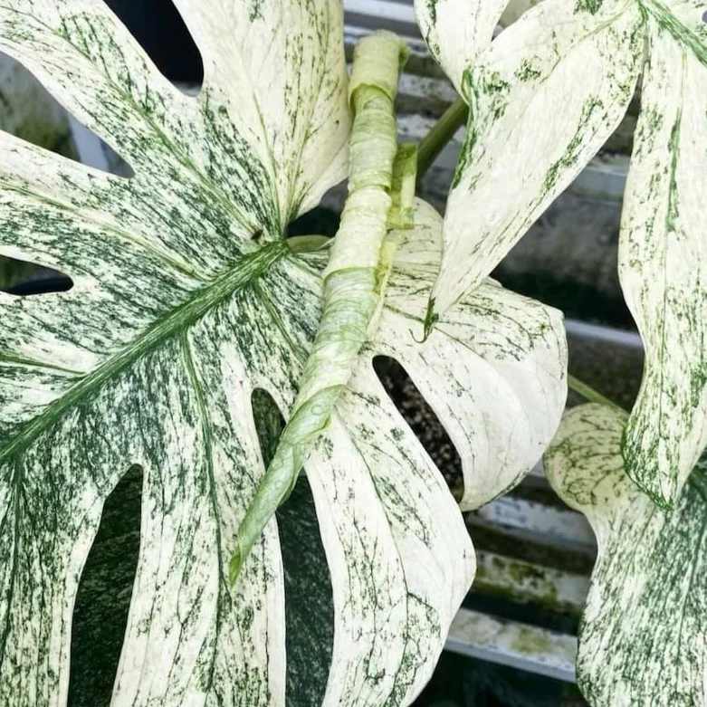 Variegated Monstera White Monster Tissue Culture Plant - Image 8