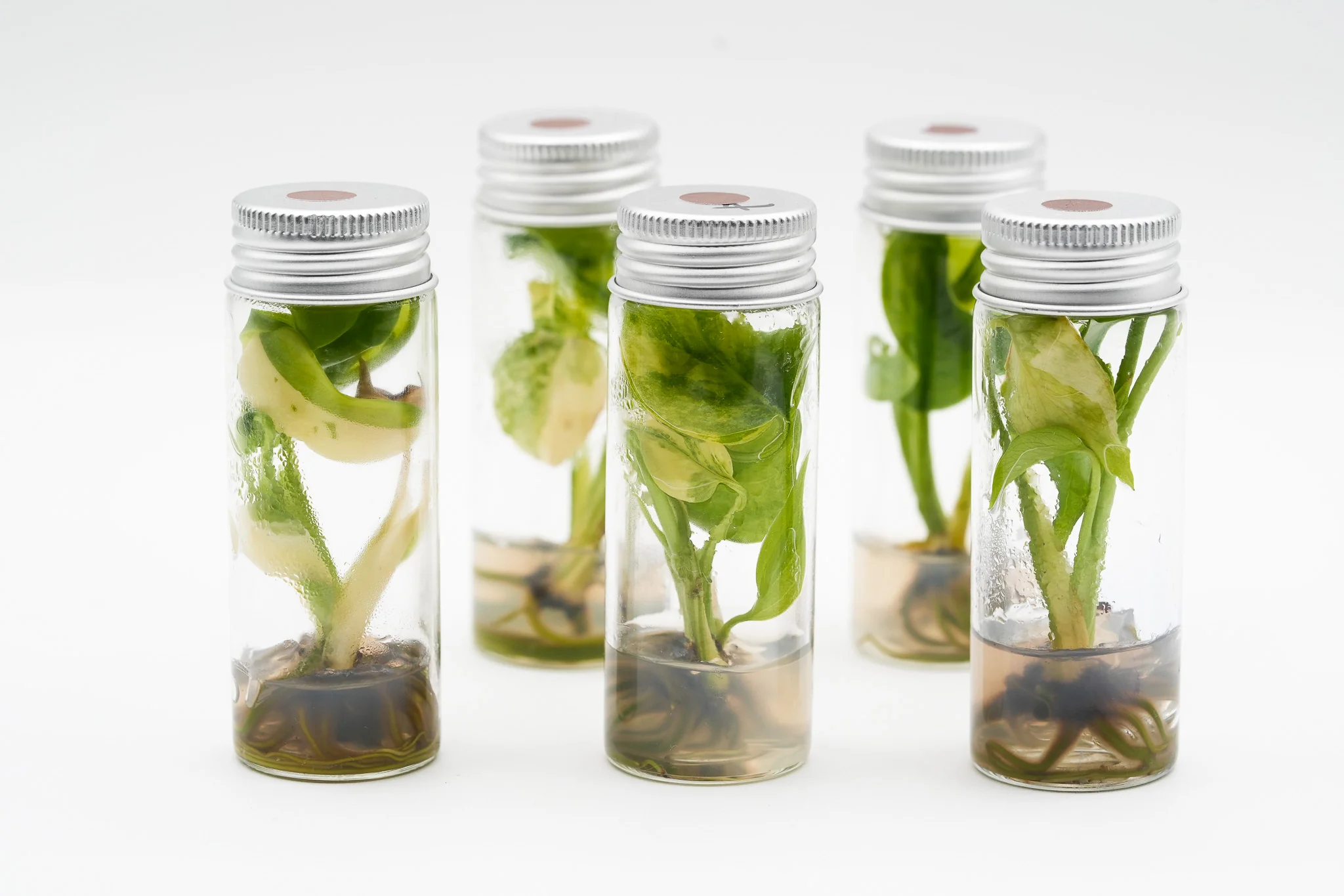 Variegated Monstera Yellow Marilyn Tissue Culture Plant - Image 3