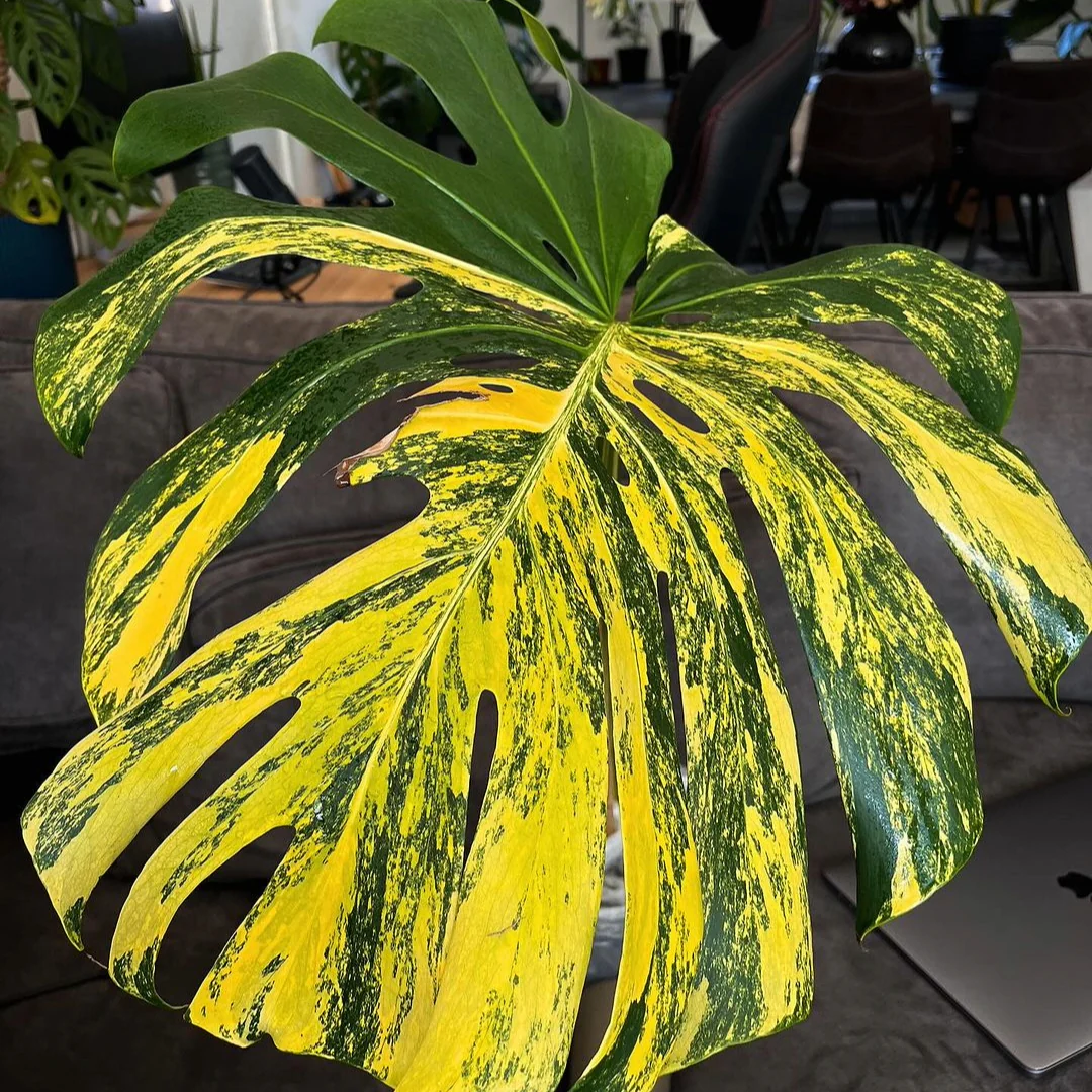 Variegated Monstera Yellow Marilyn Tissue Culture Plant - Image 4