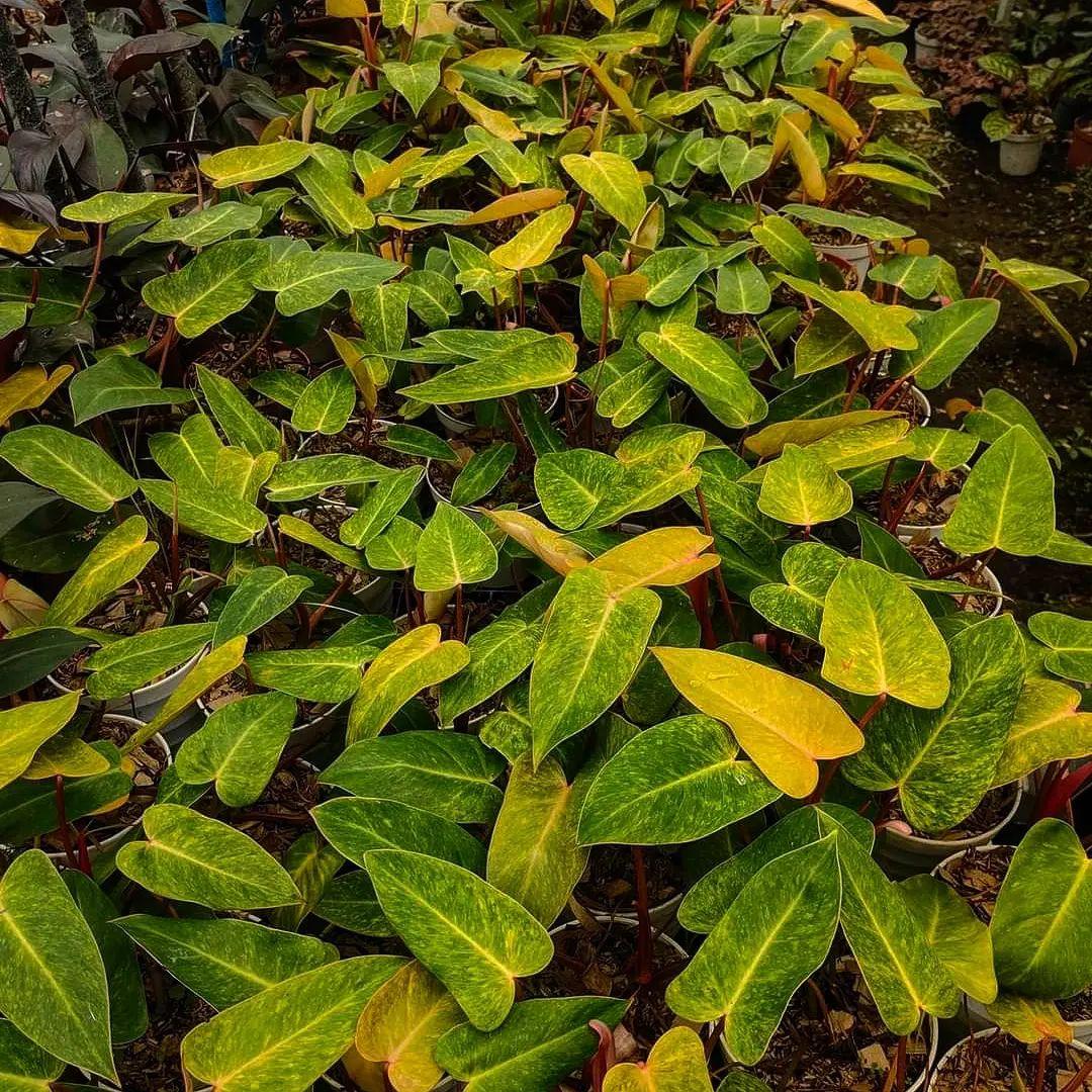 Variegated Philodendron Painted Lady Tissue Culture Plant - Image 3