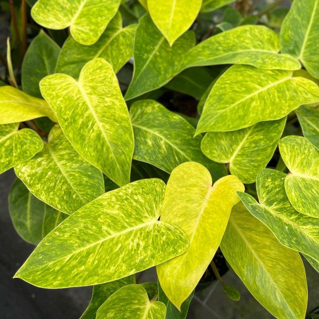Variegated Philodendron Painted Lady Tissue Culture Plant - Image 4