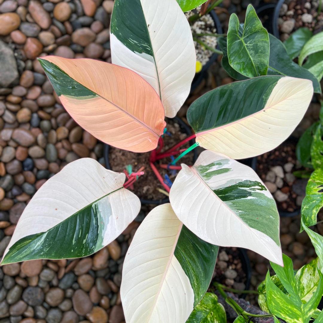Variegated Philodendron Red Congo Tissue Culture Plant - Image 3