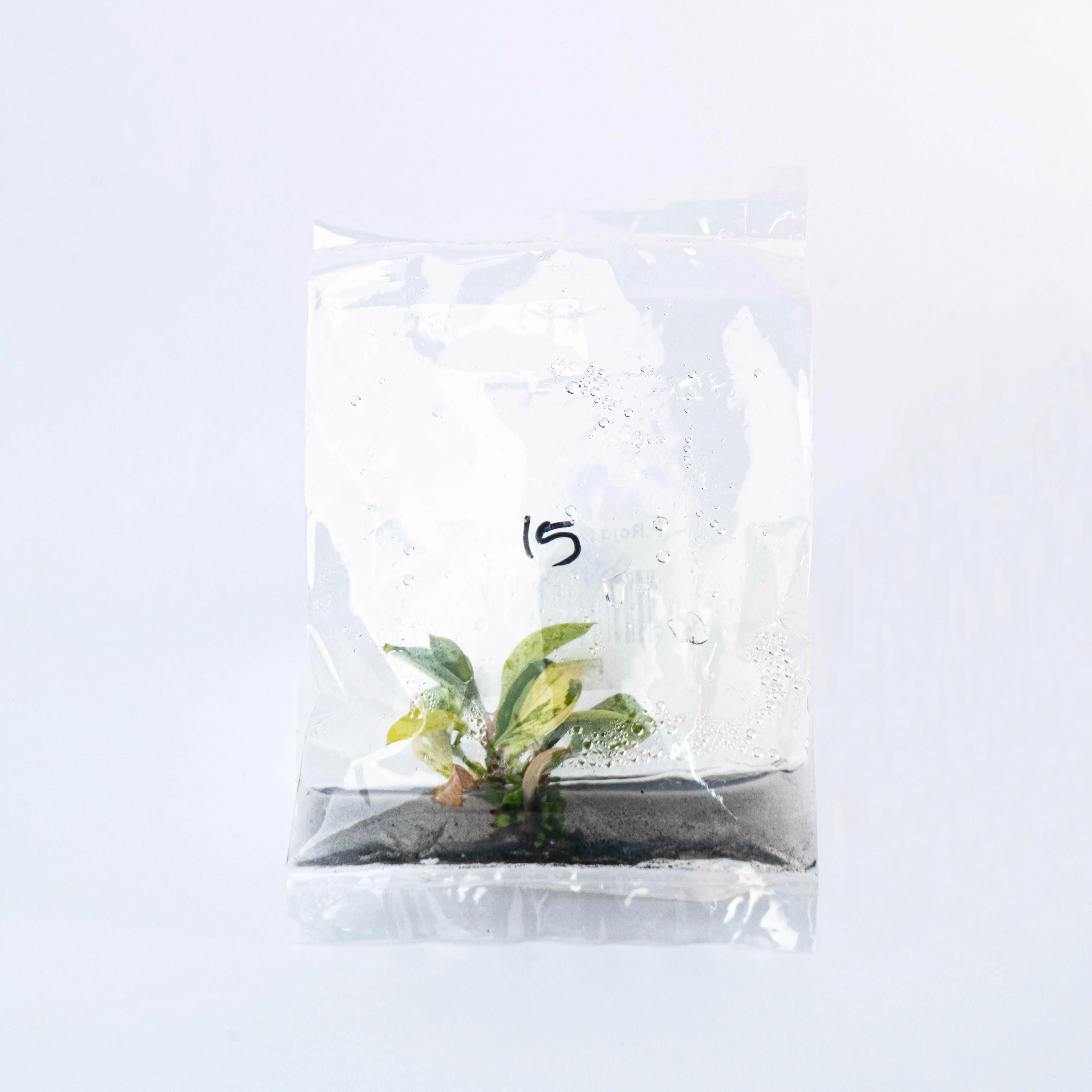 Variegated Philodendron Red Congo Tissue Culture Plant - Image 4