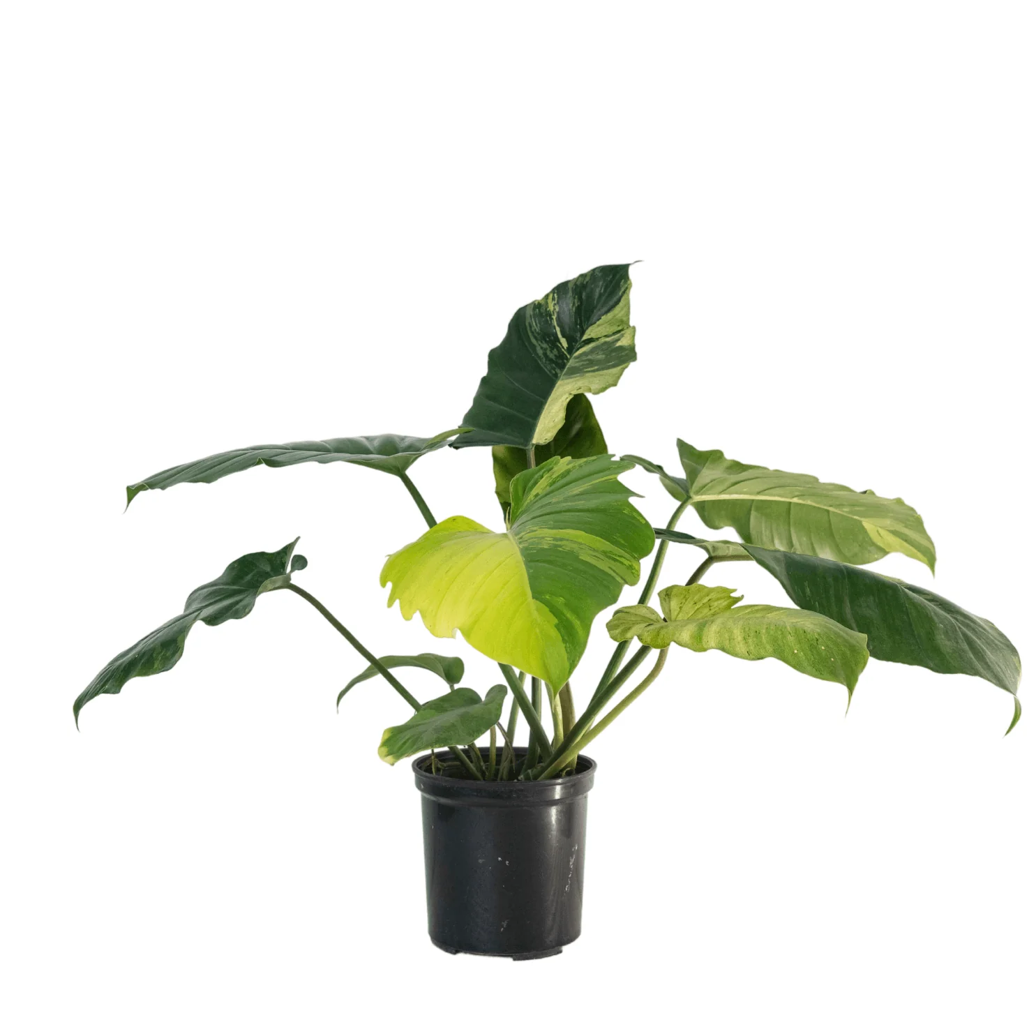 Variegated Philodendron Jungle Fever Tissue Culture Plant - Image 3