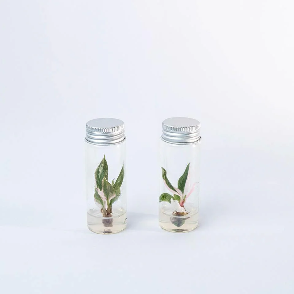 Variegated Philodendron Pink Princess Tissue Culture Plant - Image 3