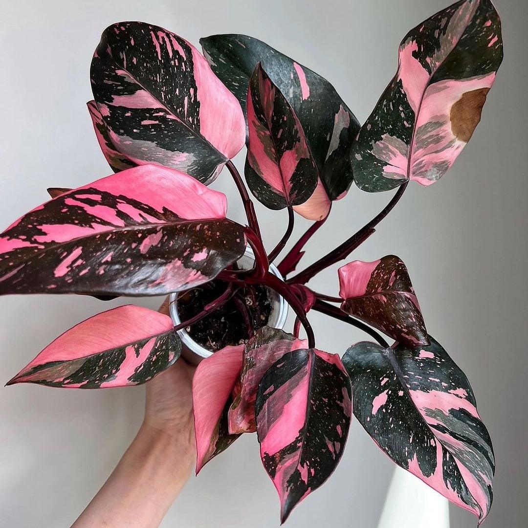 Variegated Philodendron Pink Princess Tissue Culture Plant - Image 4